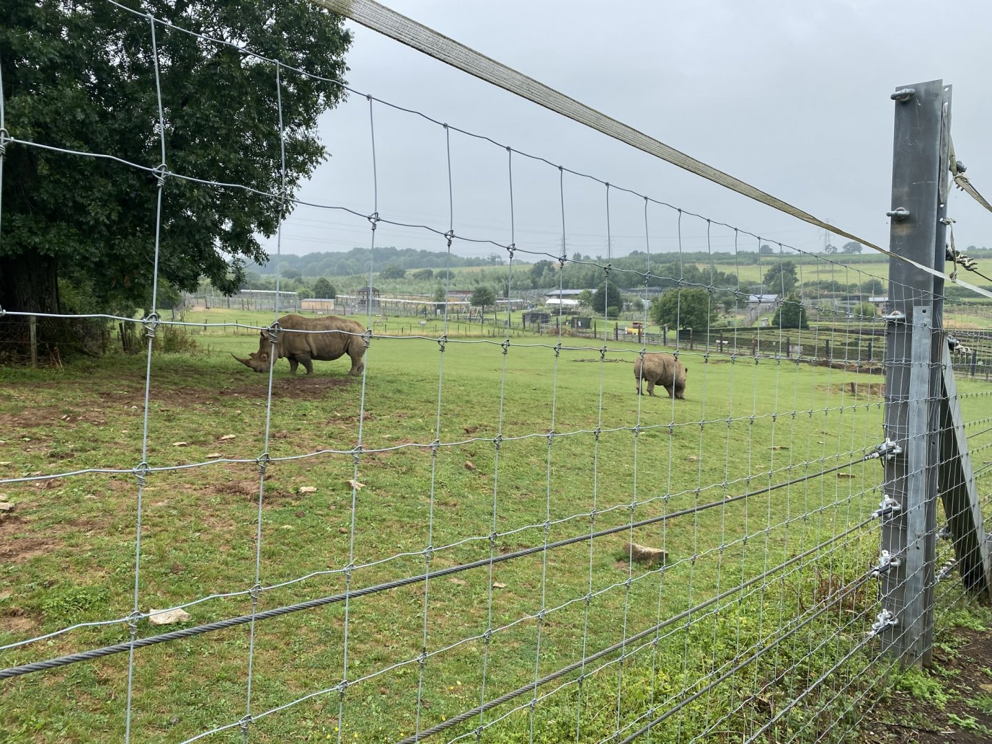 Southern white rhinoceros enclosure 240721