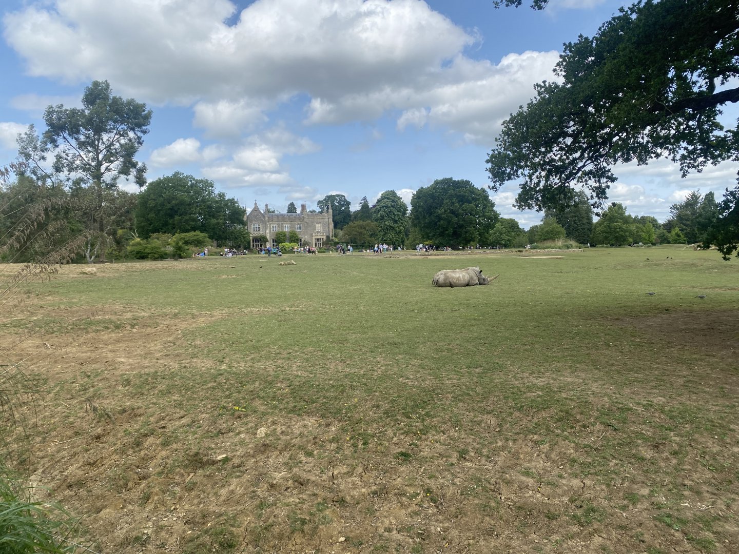 Southern white rhinoceros enclosure 310525