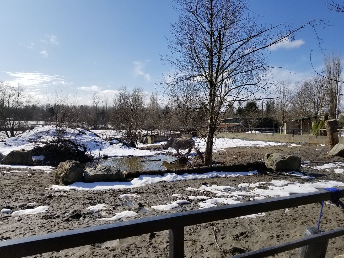 Southern white rhinoceros enclosure