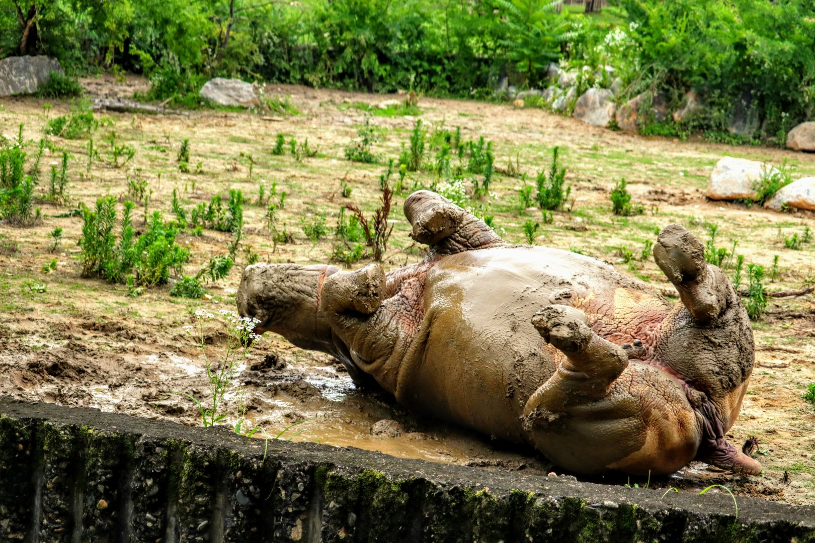 Southern White Rhinoceros enjoying the mud