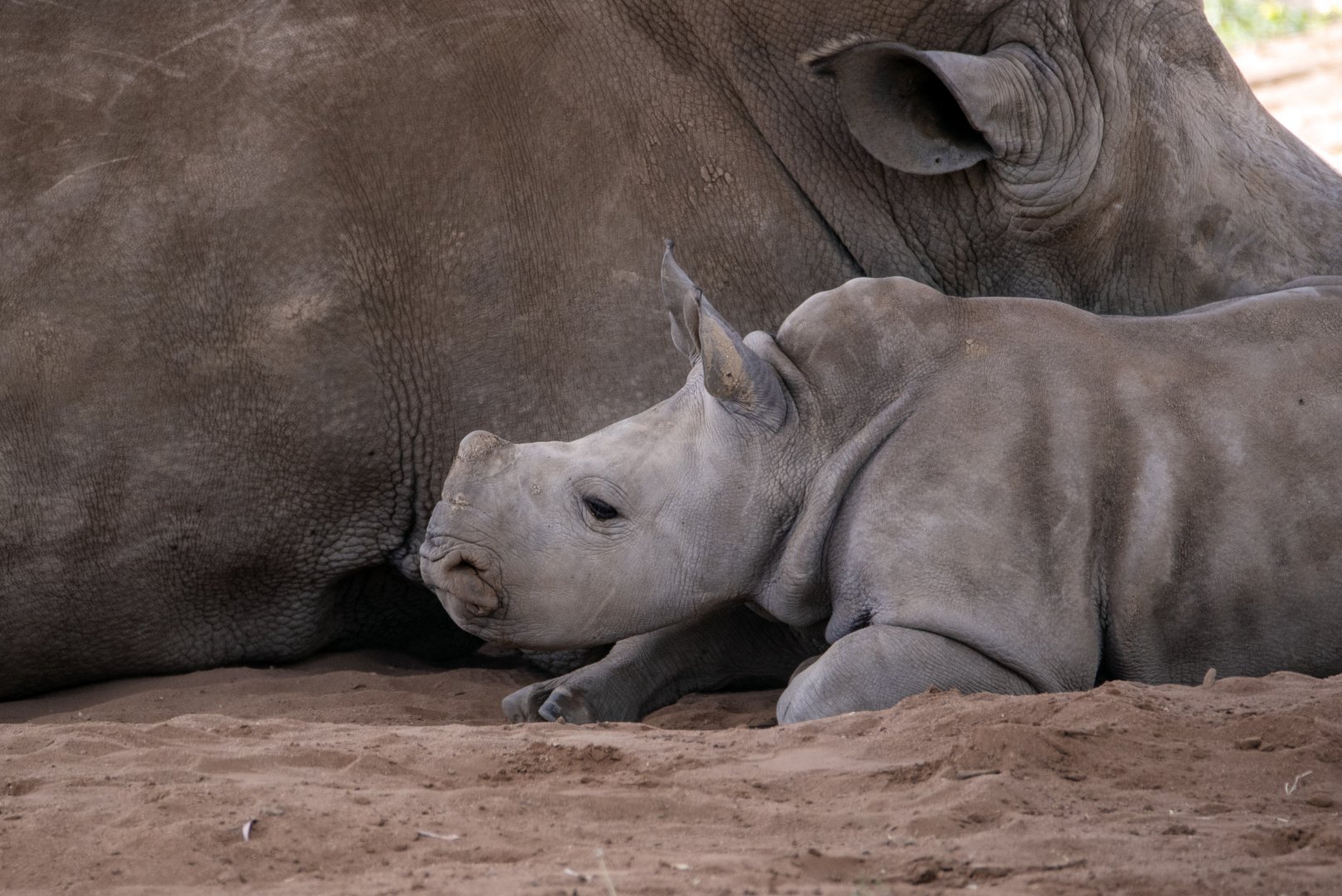 Southern White Rhinoceros 'Eshe'