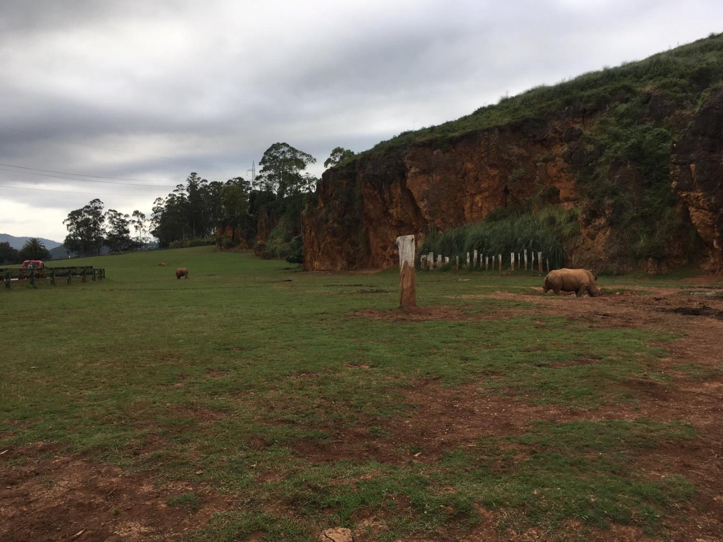 Southern white rhinoceros exhibit-Cabarceno 2019