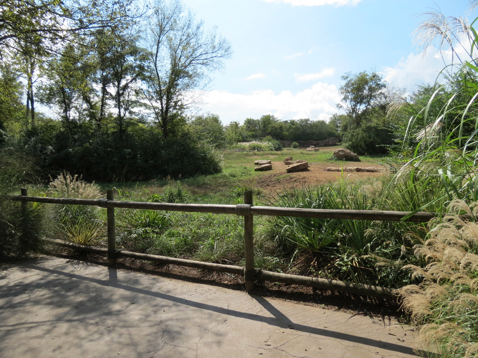 Southern White Rhinoceros Exhibit - Viewing Area