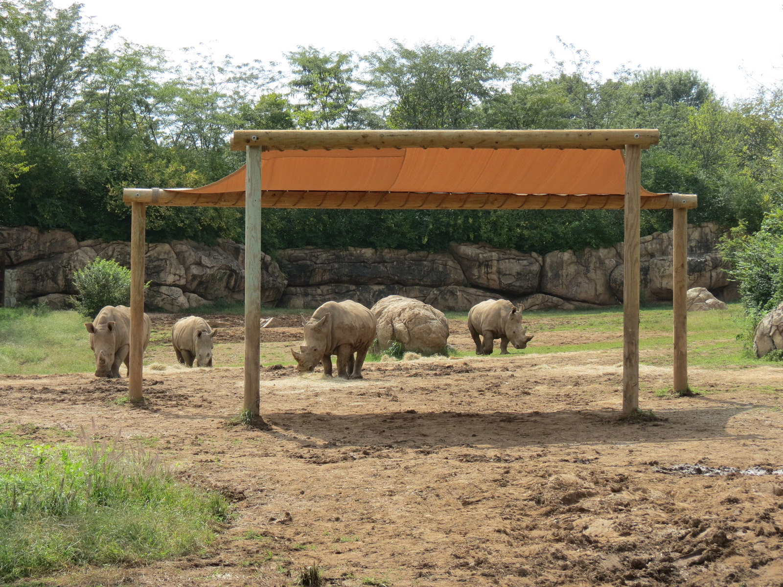 Southern White Rhinoceros Exhibit