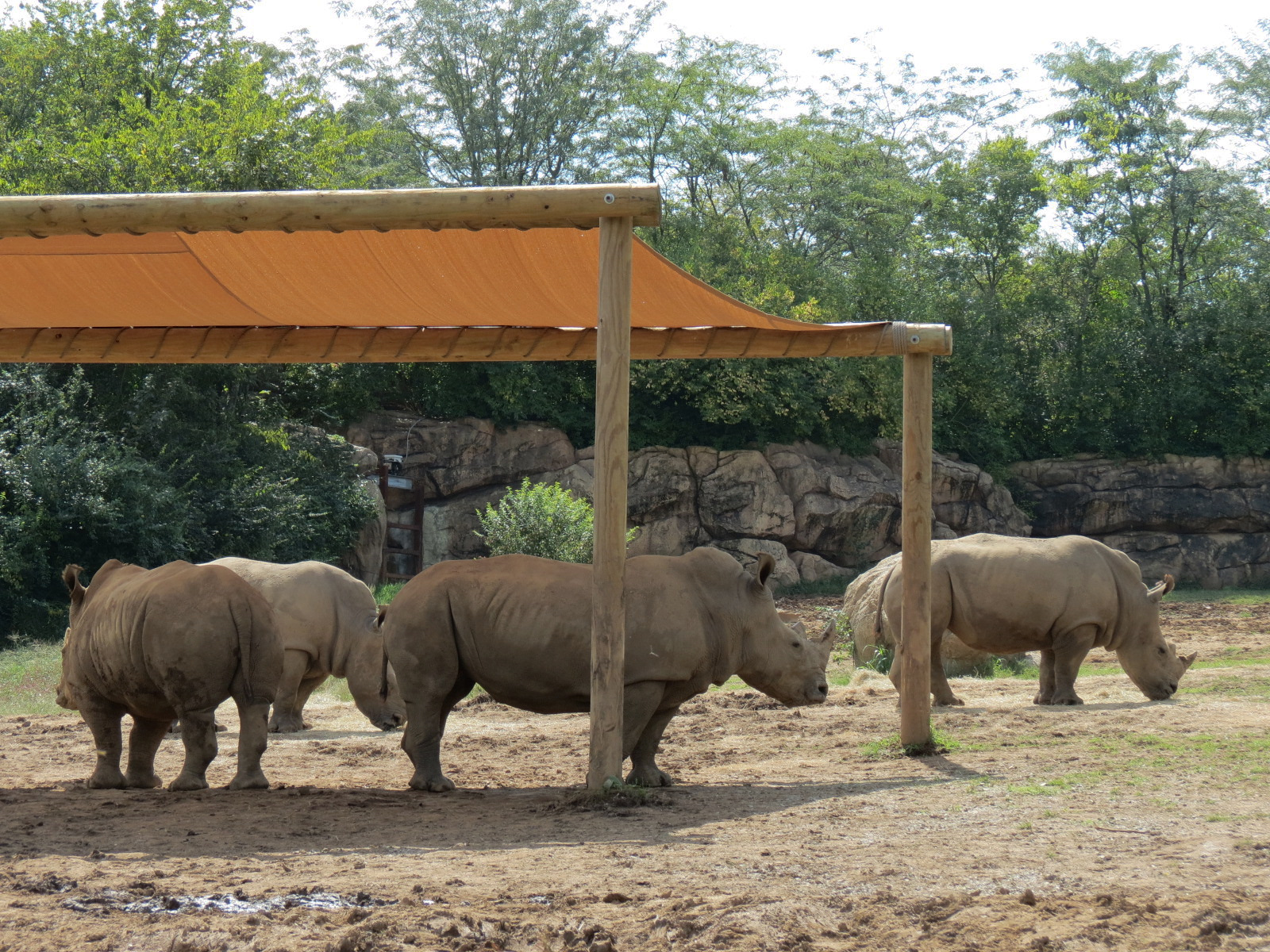 Southern White Rhinoceros Exhibit