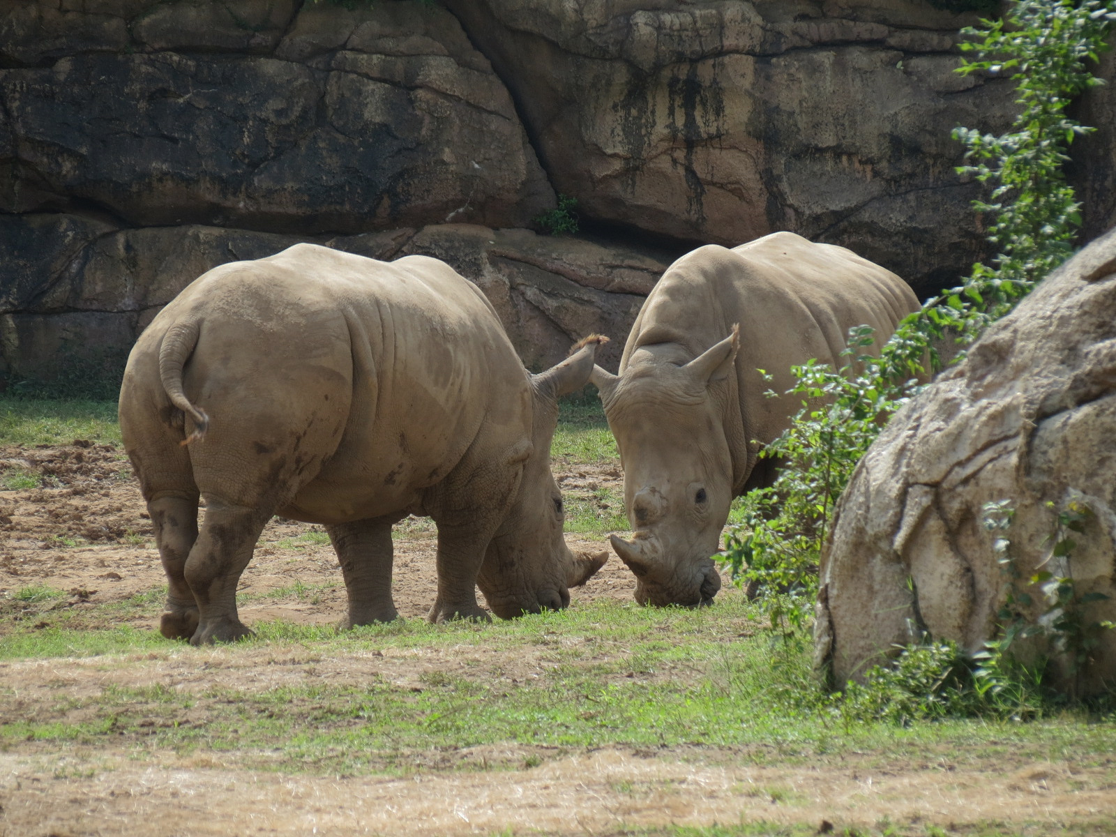 Southern White Rhinoceros Exhibit