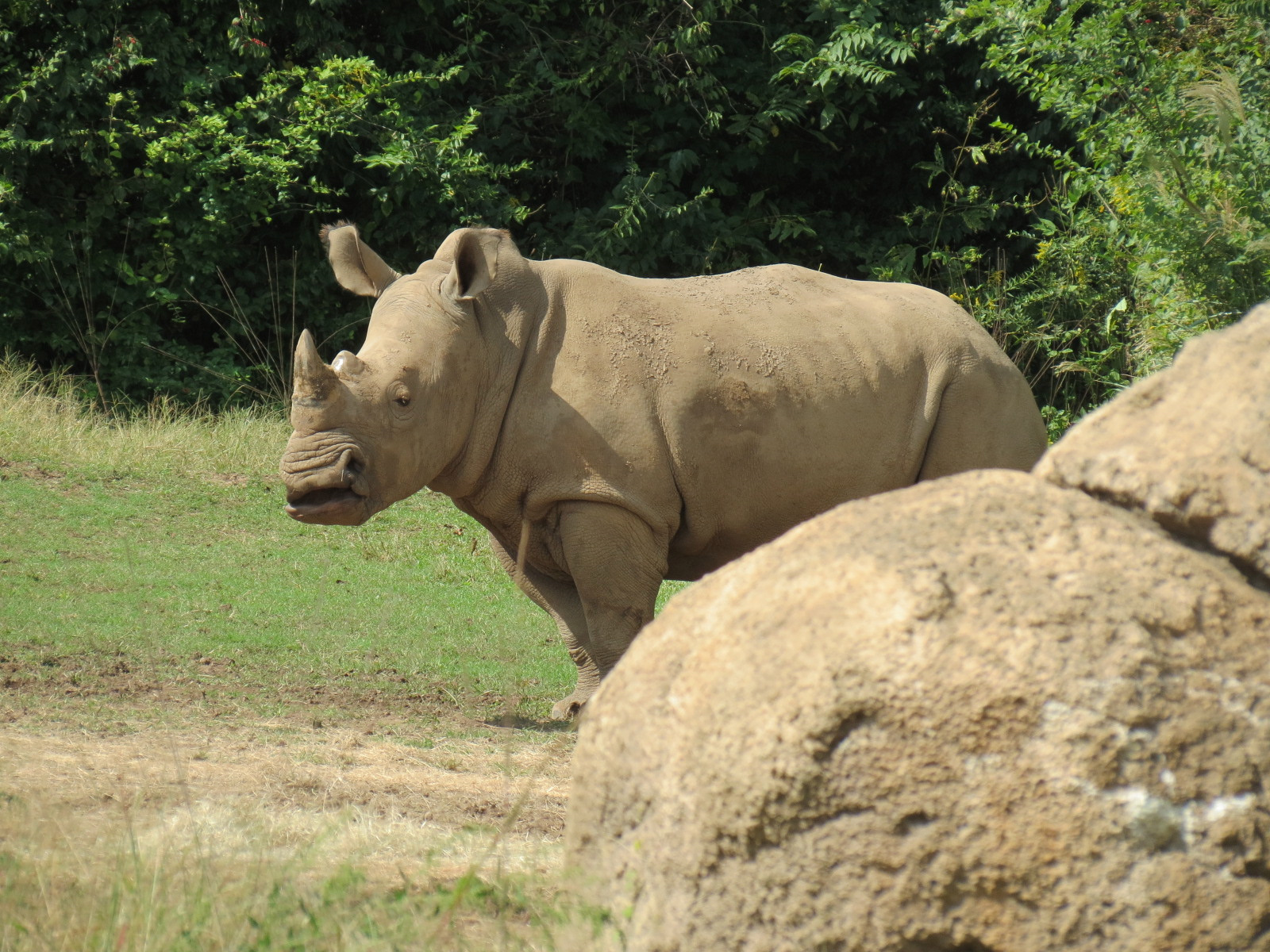 Southern White Rhinoceros Exhibit