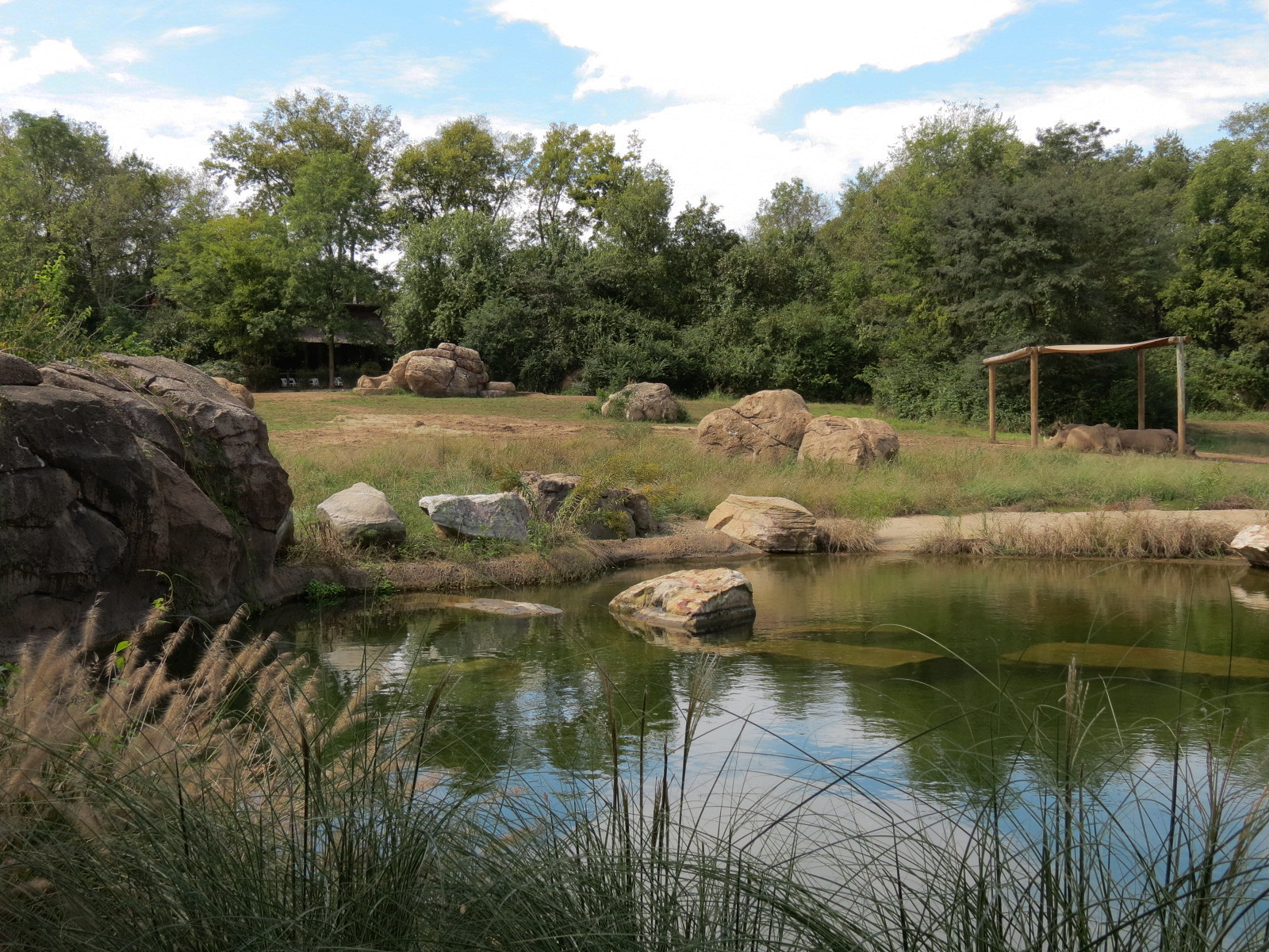 Southern White Rhinoceros Exhibit