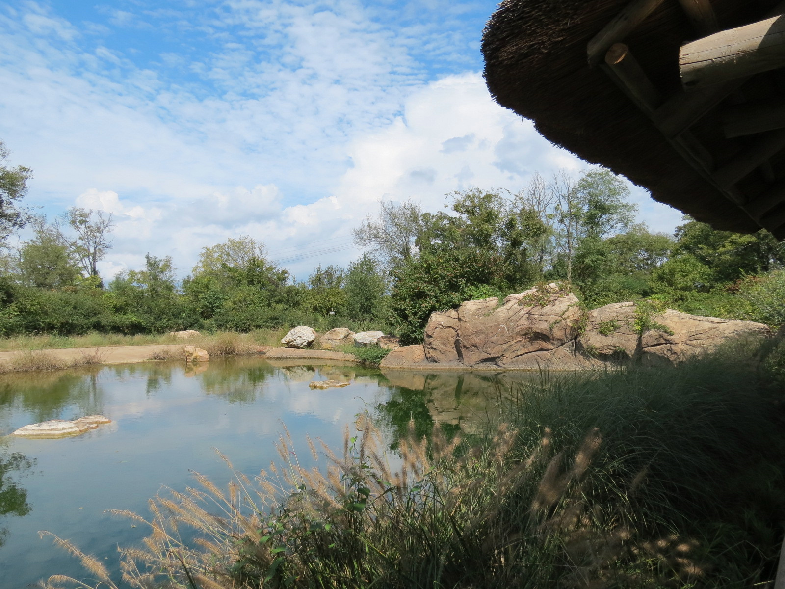 Southern White Rhinoceros Exhibit