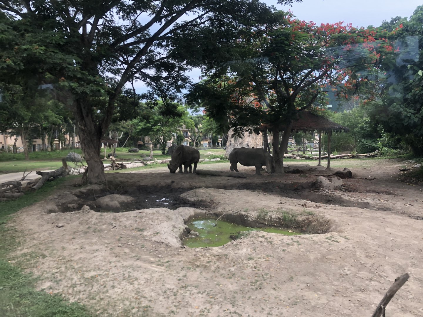 Southern White Rhinoceros Exhibit