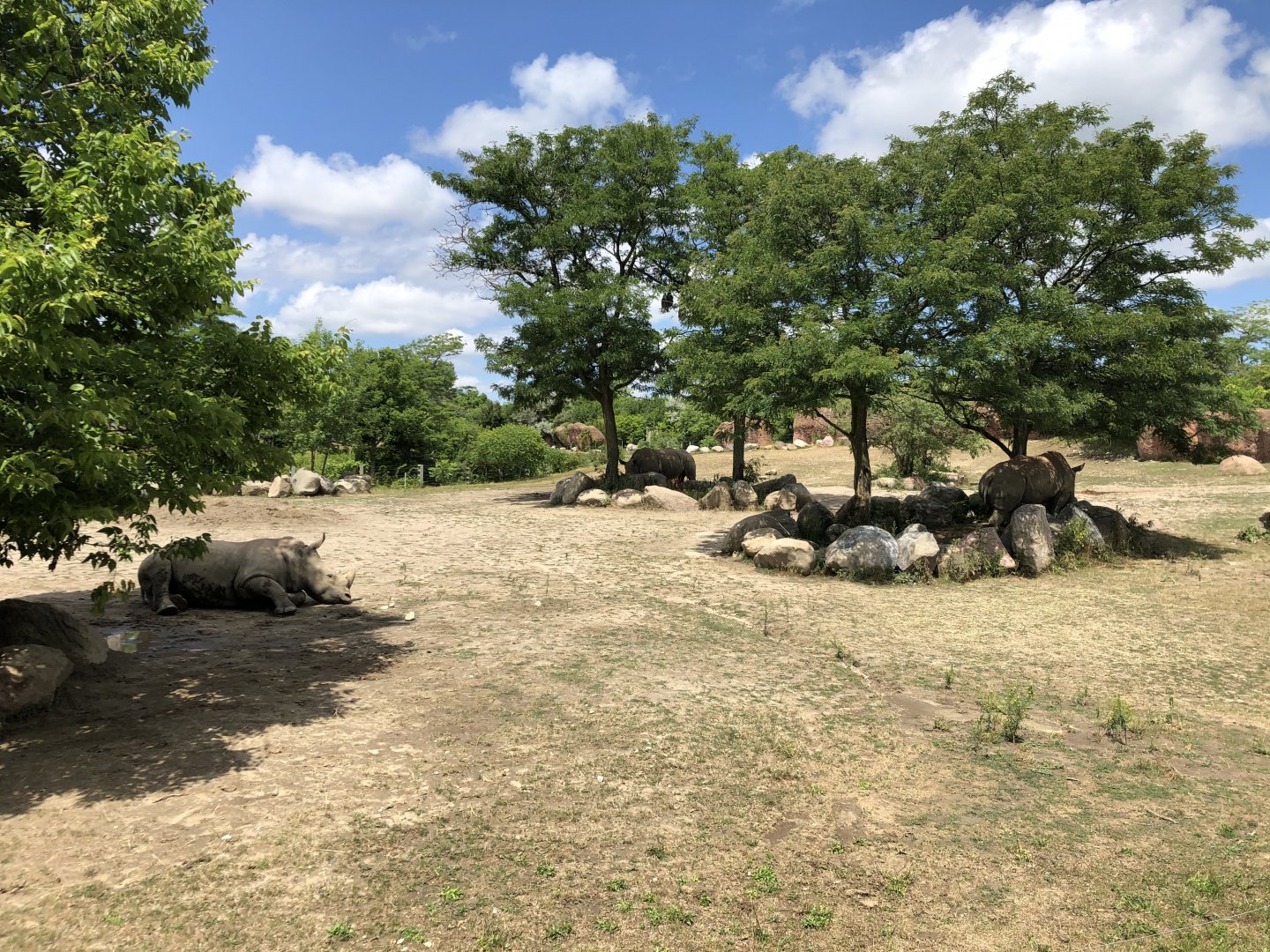 Southern White Rhinoceros Exhibit