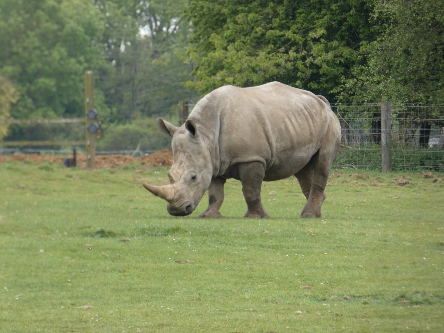 Southern white rhinoceros 'Fahari'
