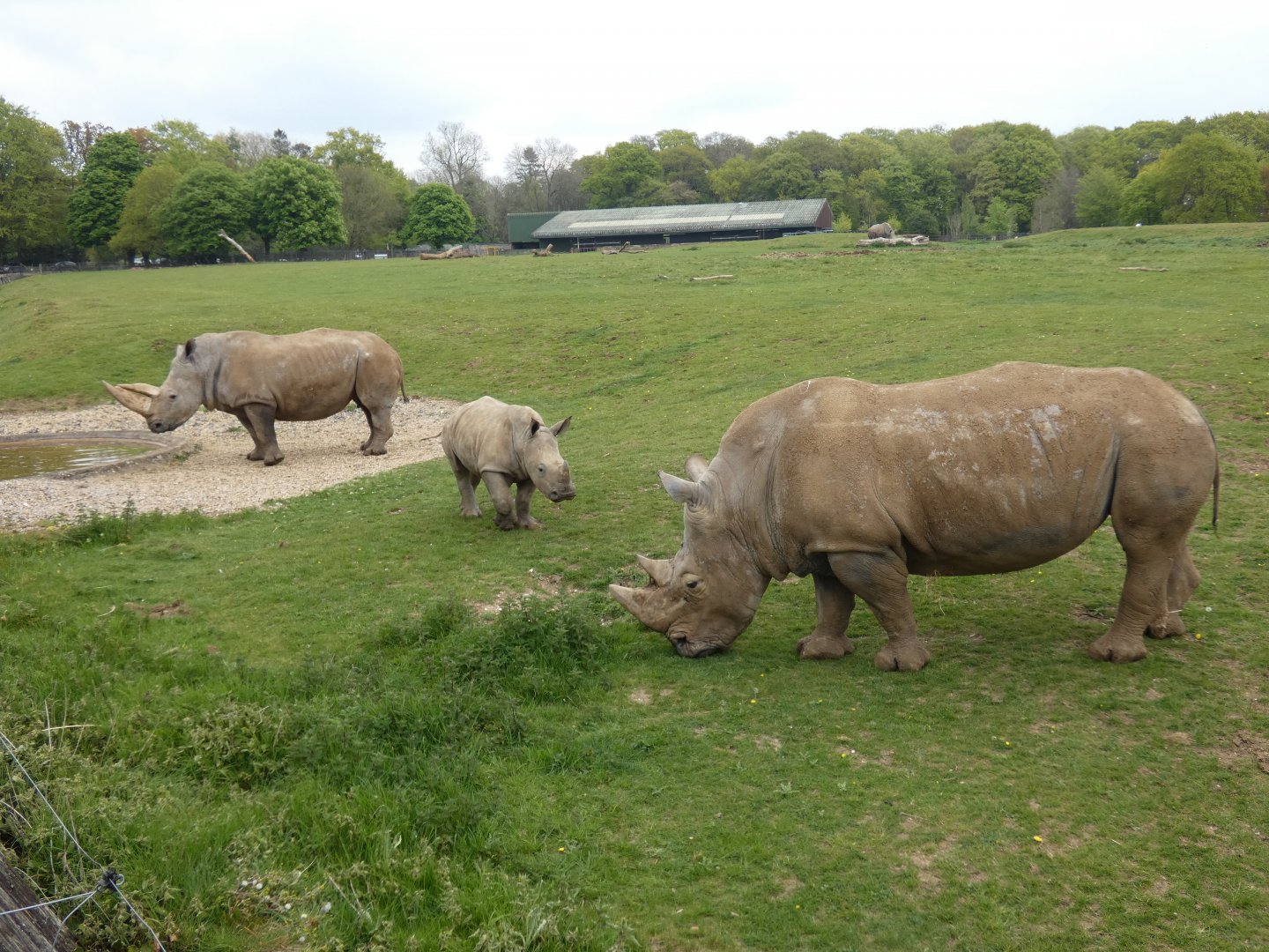Southern white rhinoceros family photo