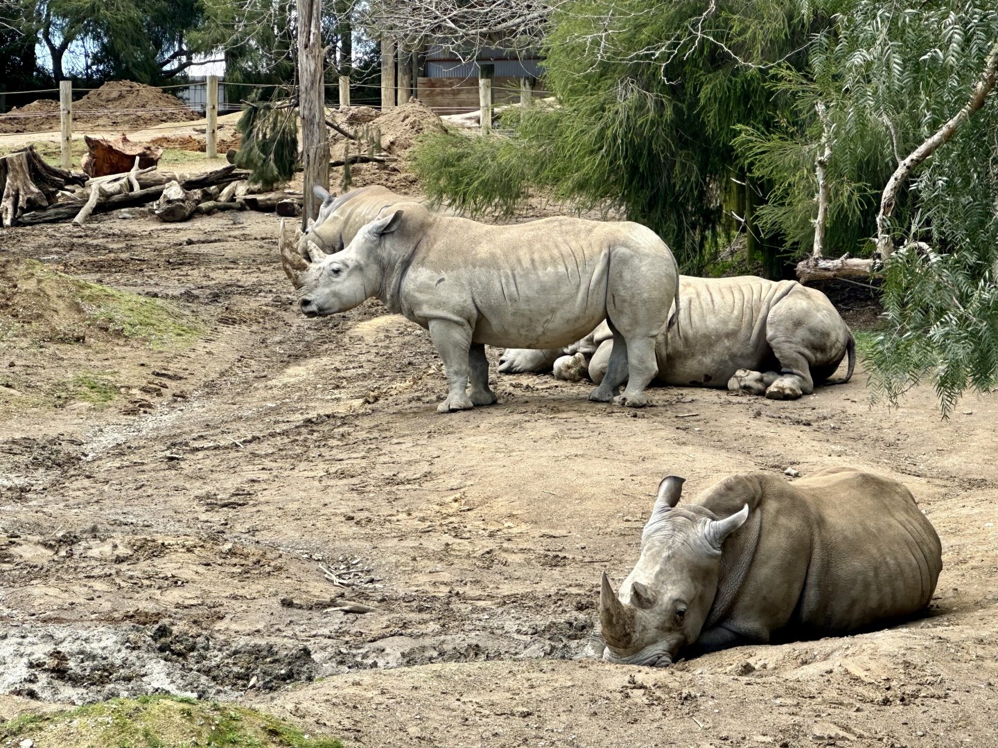 Southern White Rhinoceros (Female Herd)