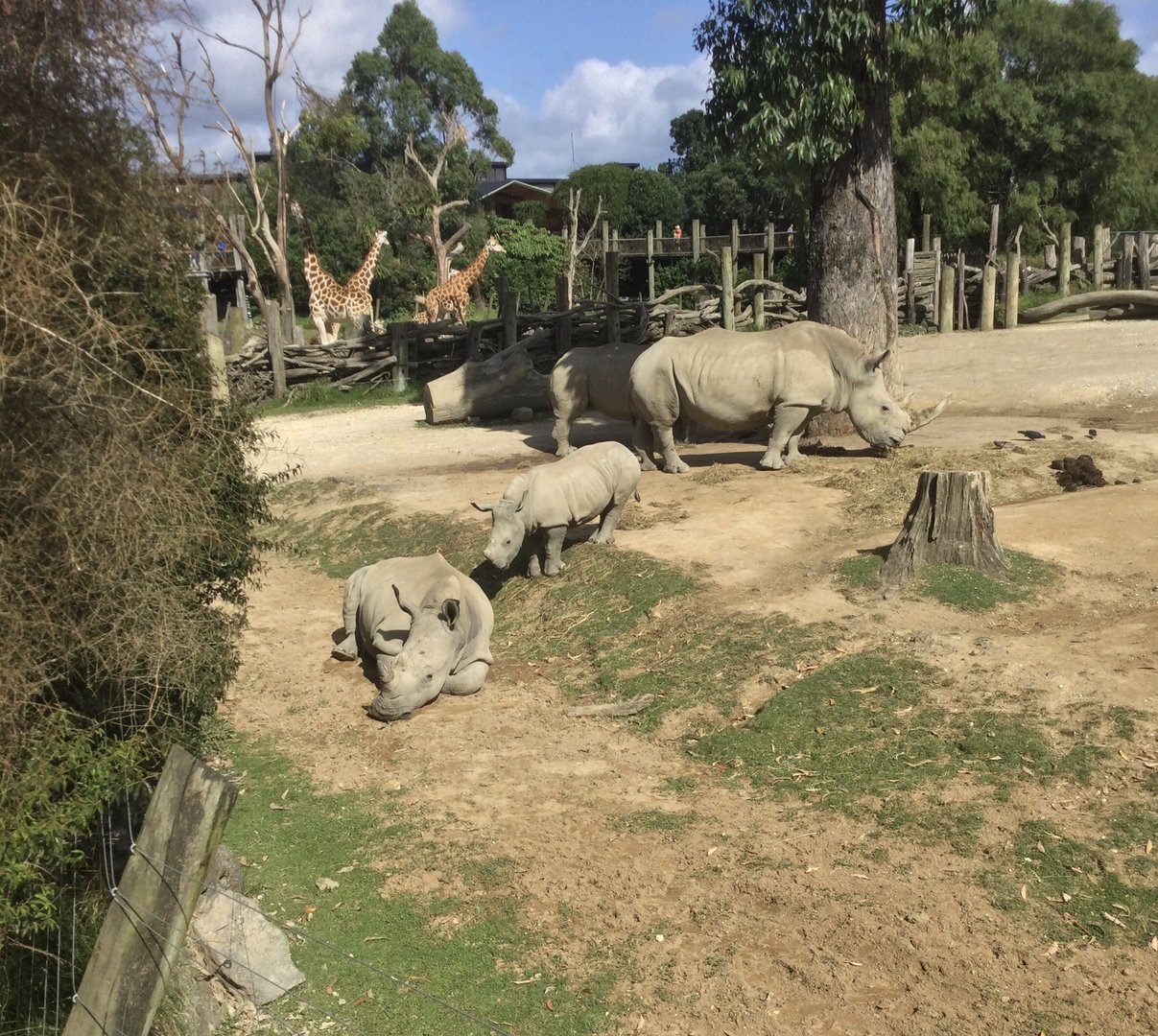 Southern White Rhinoceros/Giraffe Exhibits