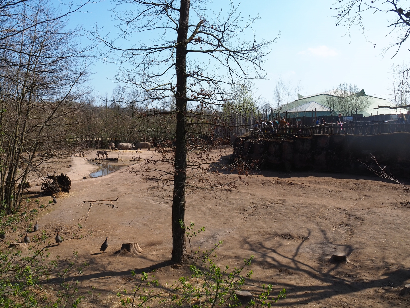 Southern white rhinoceros, Hartmann mountain zebra and helmeted guineafowl paddock, 2019-03-30