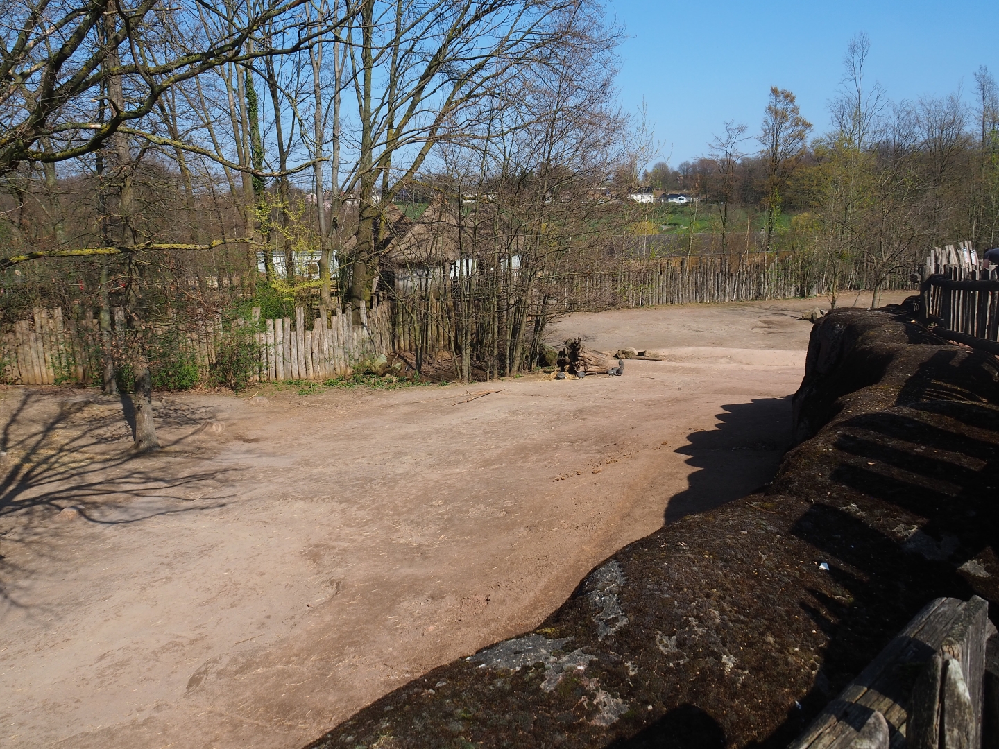 Southern white rhinoceros, Hartmann mountain zebra and helmeted guineafowl paddock, 2019-03-30
