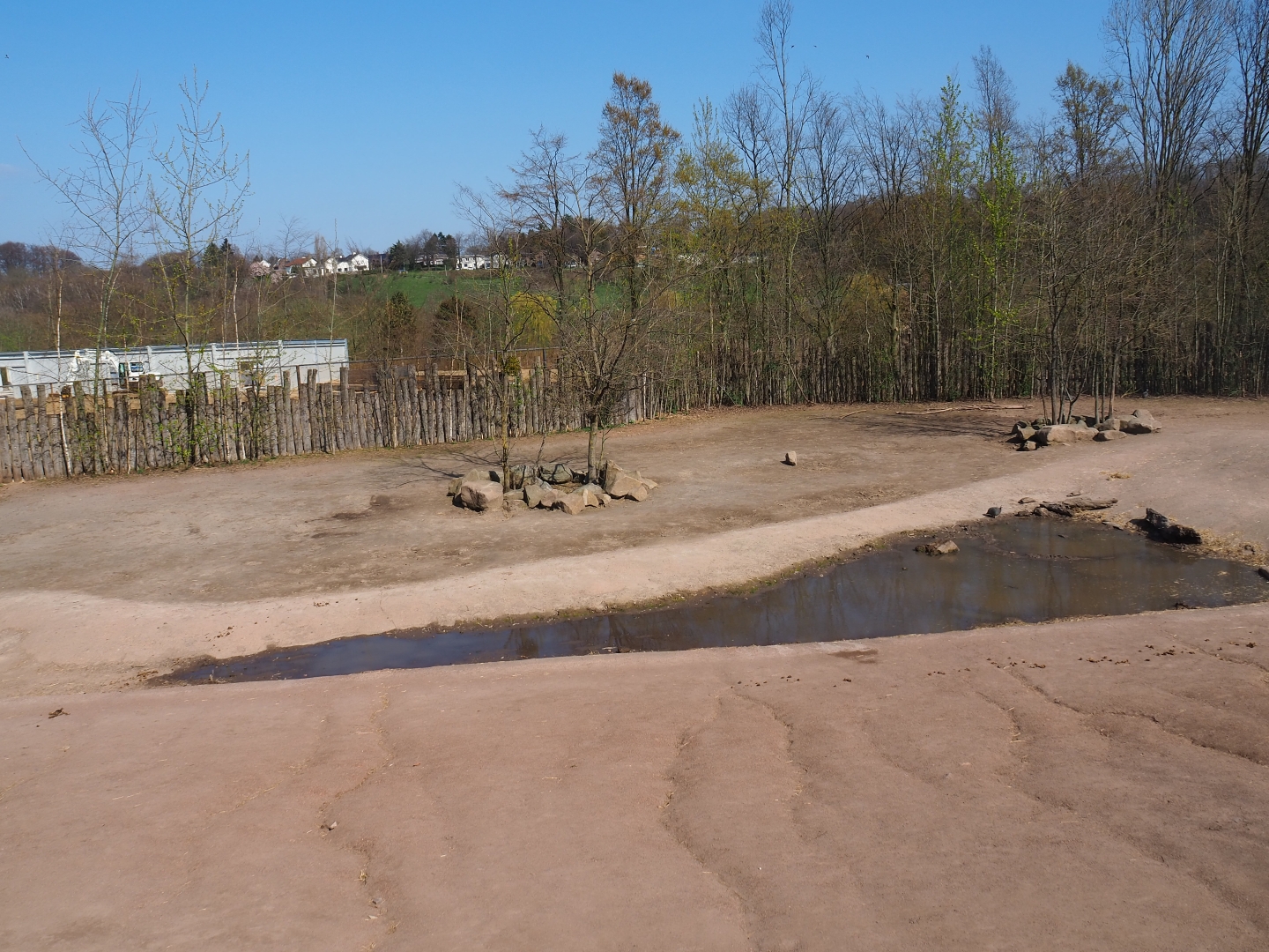 Southern white rhinoceros, Hartmann mountain zebra and helmeted guineafowl paddock, 2019-03-30