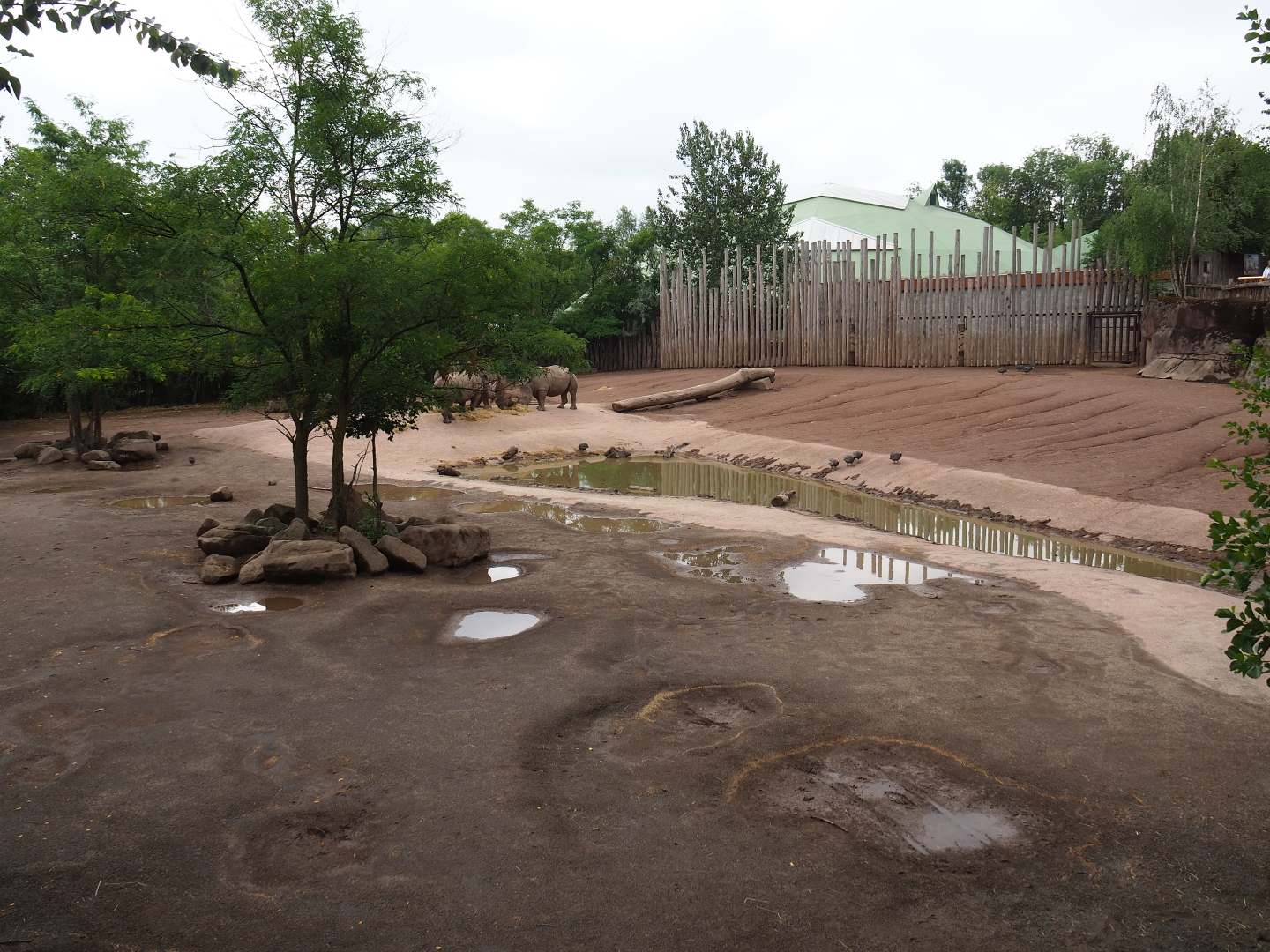 Southern white rhinoceros - Hartmann mountain zebra - Helmeted guineafowl paddock, 2019-07-21