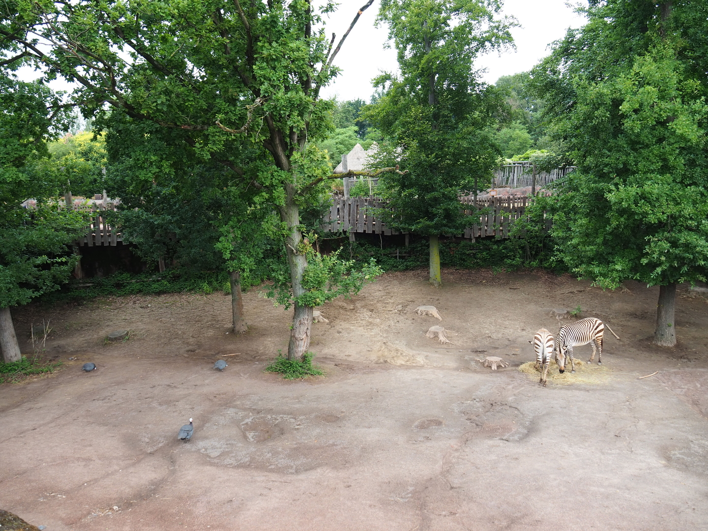 Southern white rhinoceros - Hartmann mountain zebra - Helmeted guineafowl paddock, 2019-07-21