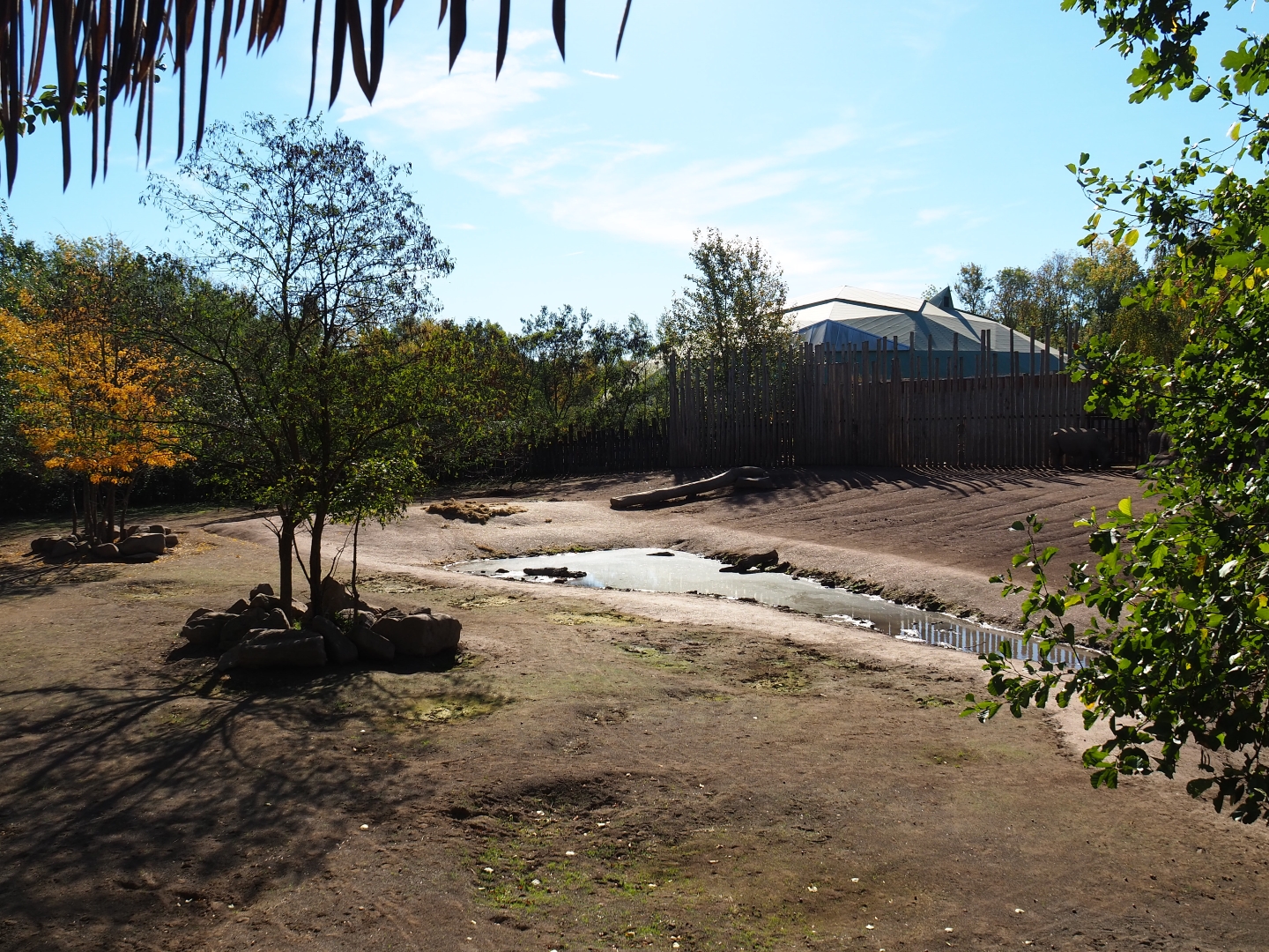 Southern white rhinoceros - Hartmann mountain zebra paddock (Oct 13th, 2018)
