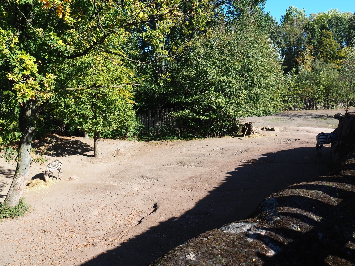 Southern white rhinoceros - Hartmann mountain zebra paddock (Oct 13th, 2018)