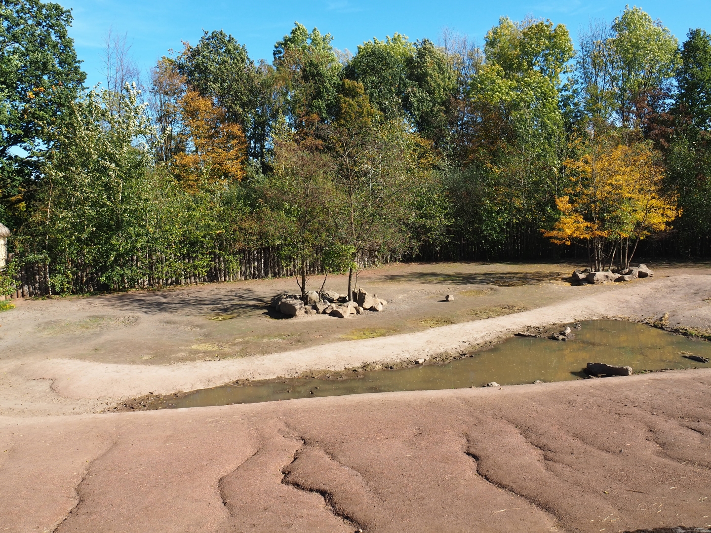 Southern white rhinoceros - Hartmann mountain zebra paddock (Oct 13th, 2018)