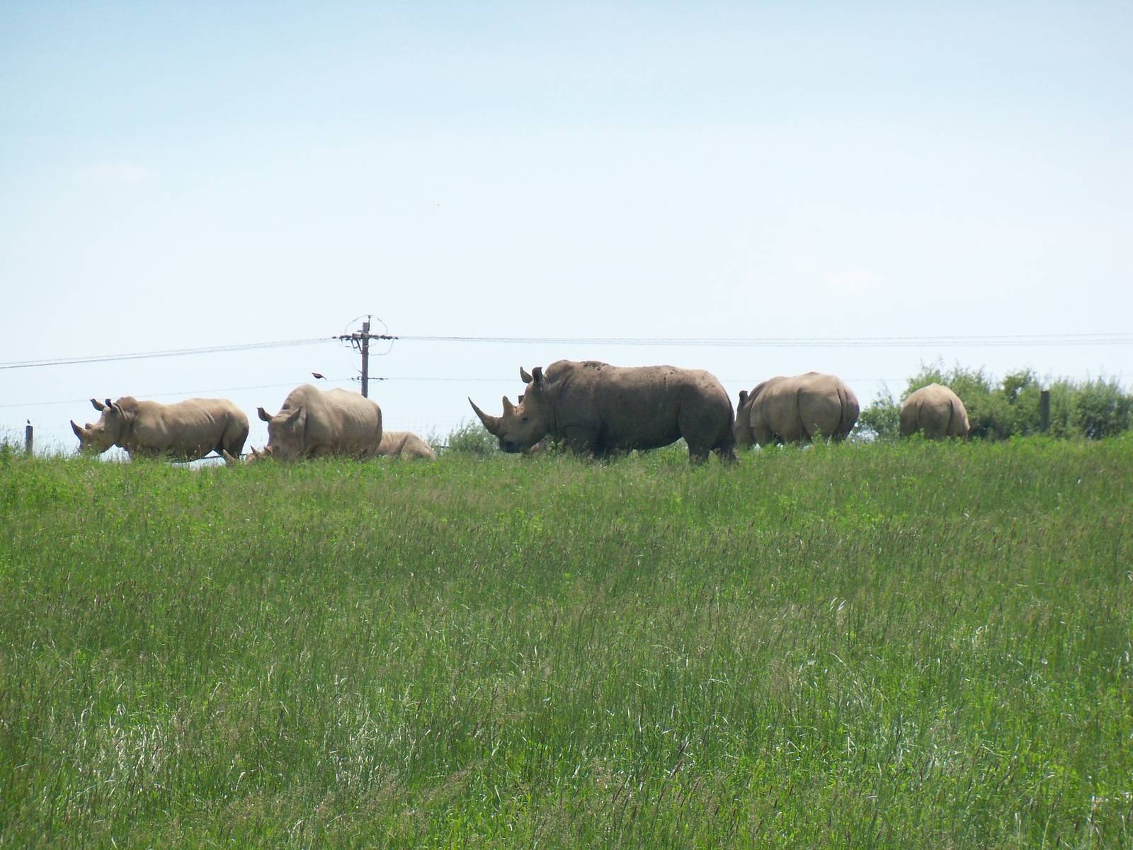 Southern White Rhinoceros Herd