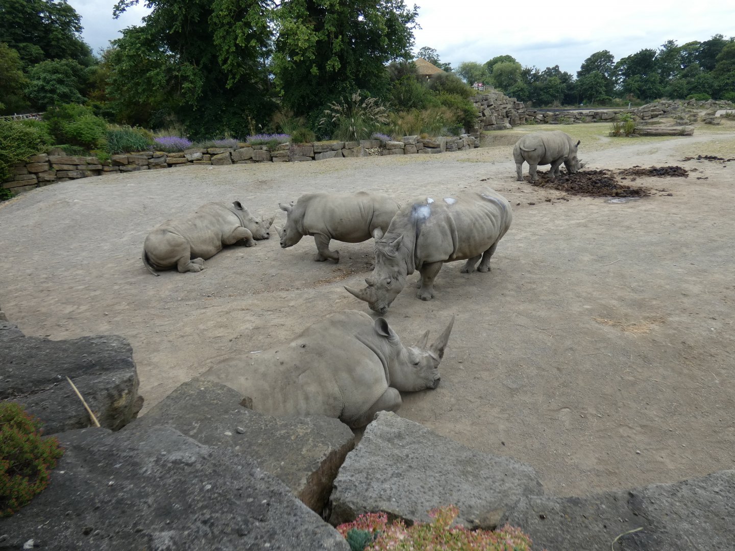 Southern white rhinoceros herd