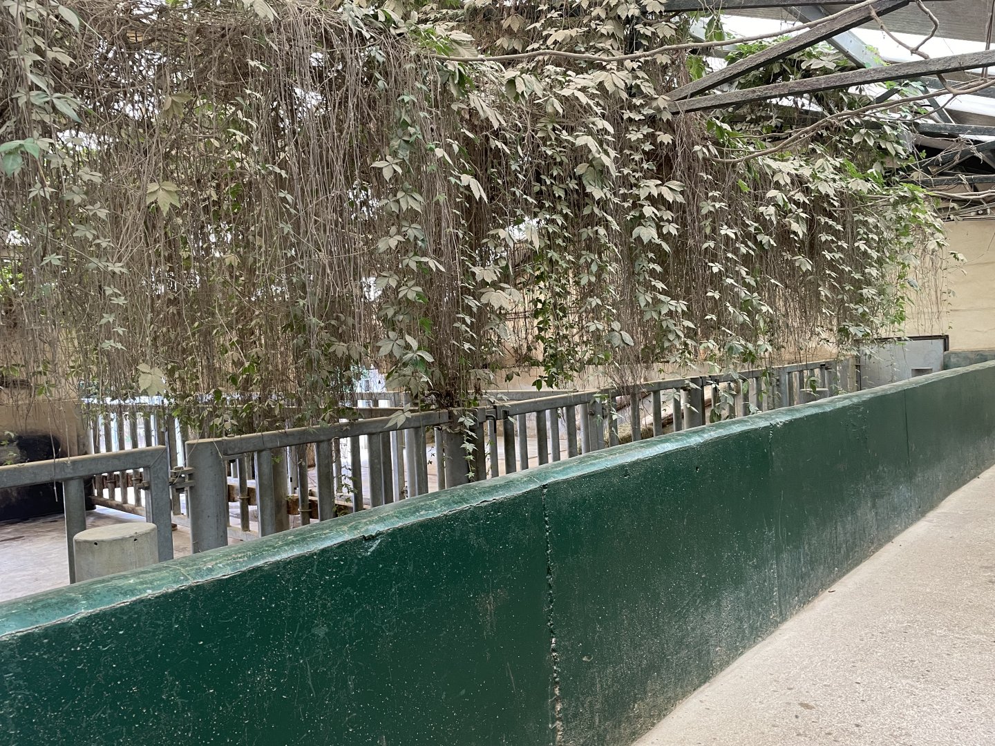 Southern White Rhinoceros House