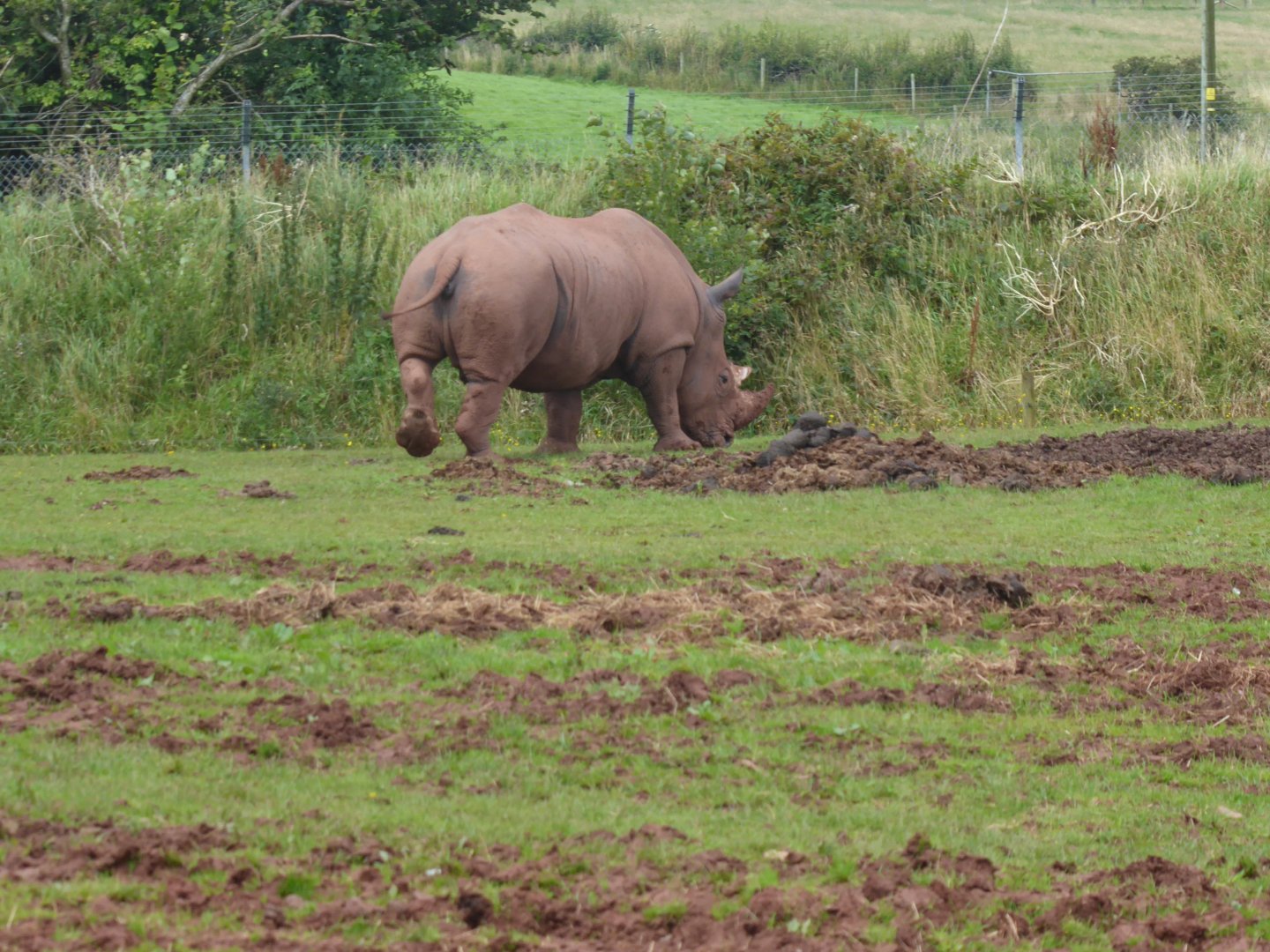 Southern white rhinoceros in African Savannah exhibit 020817