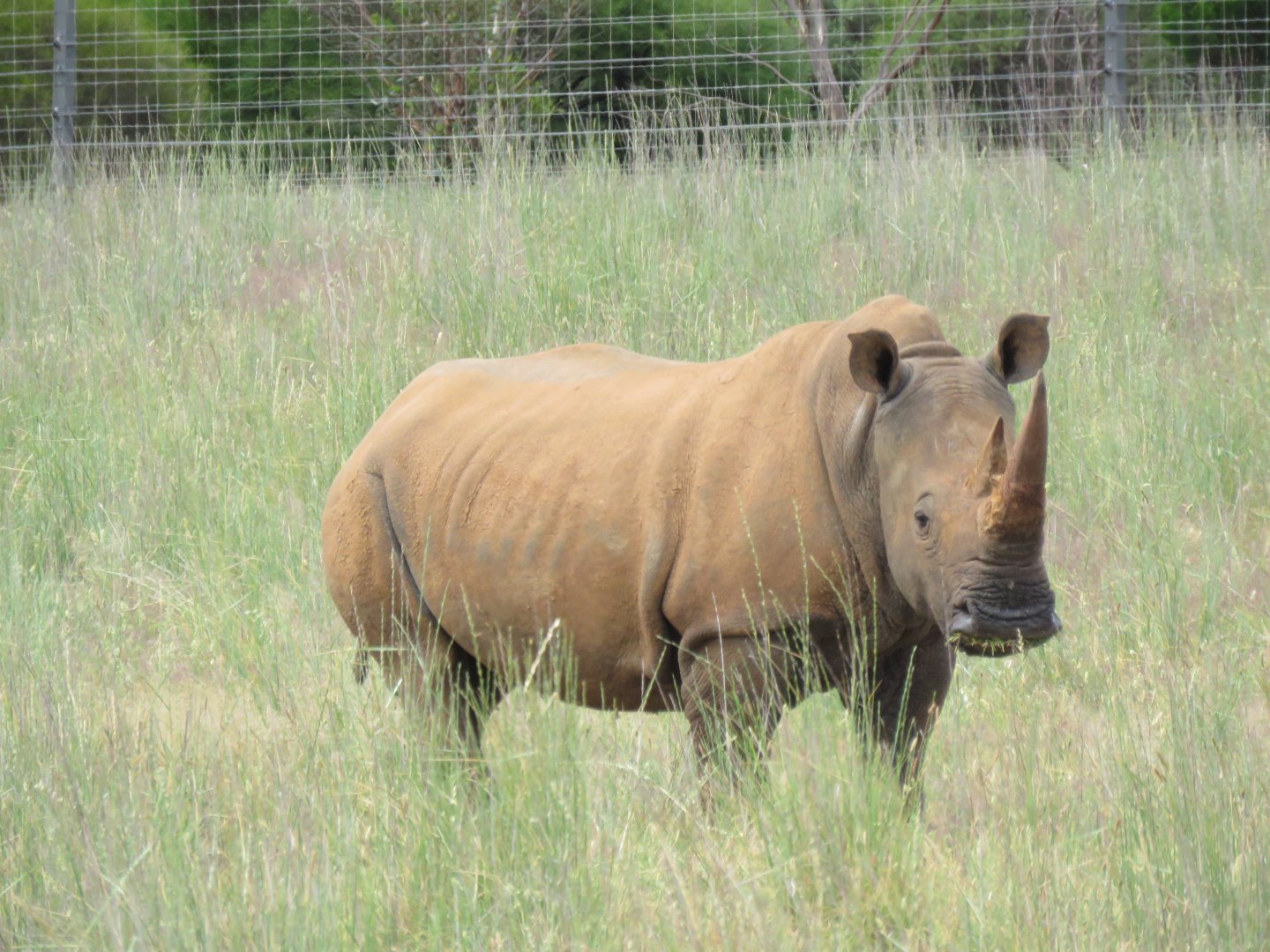 Southern White Rhinoceros in Wild Africa Area