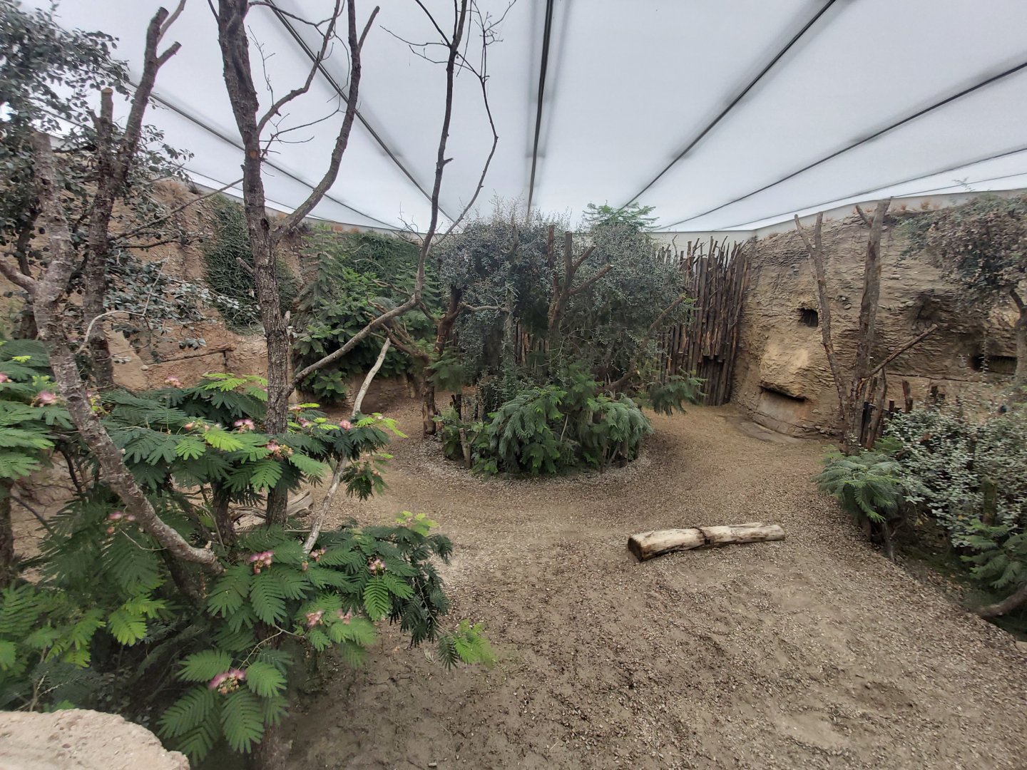 Southern white rhinoceros indoor enclosure - Lewa savanna
