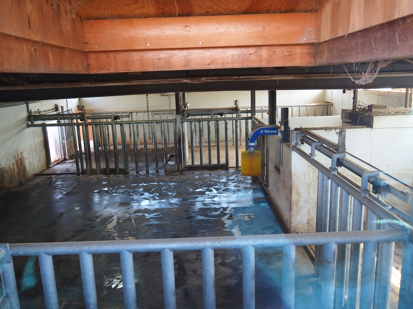 Southern white rhinoceros indoor housing, 2019-03-30