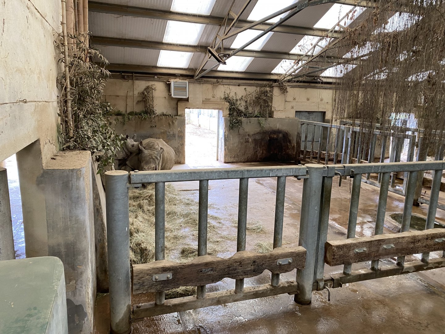 Southern white rhinoceros indoors 280222