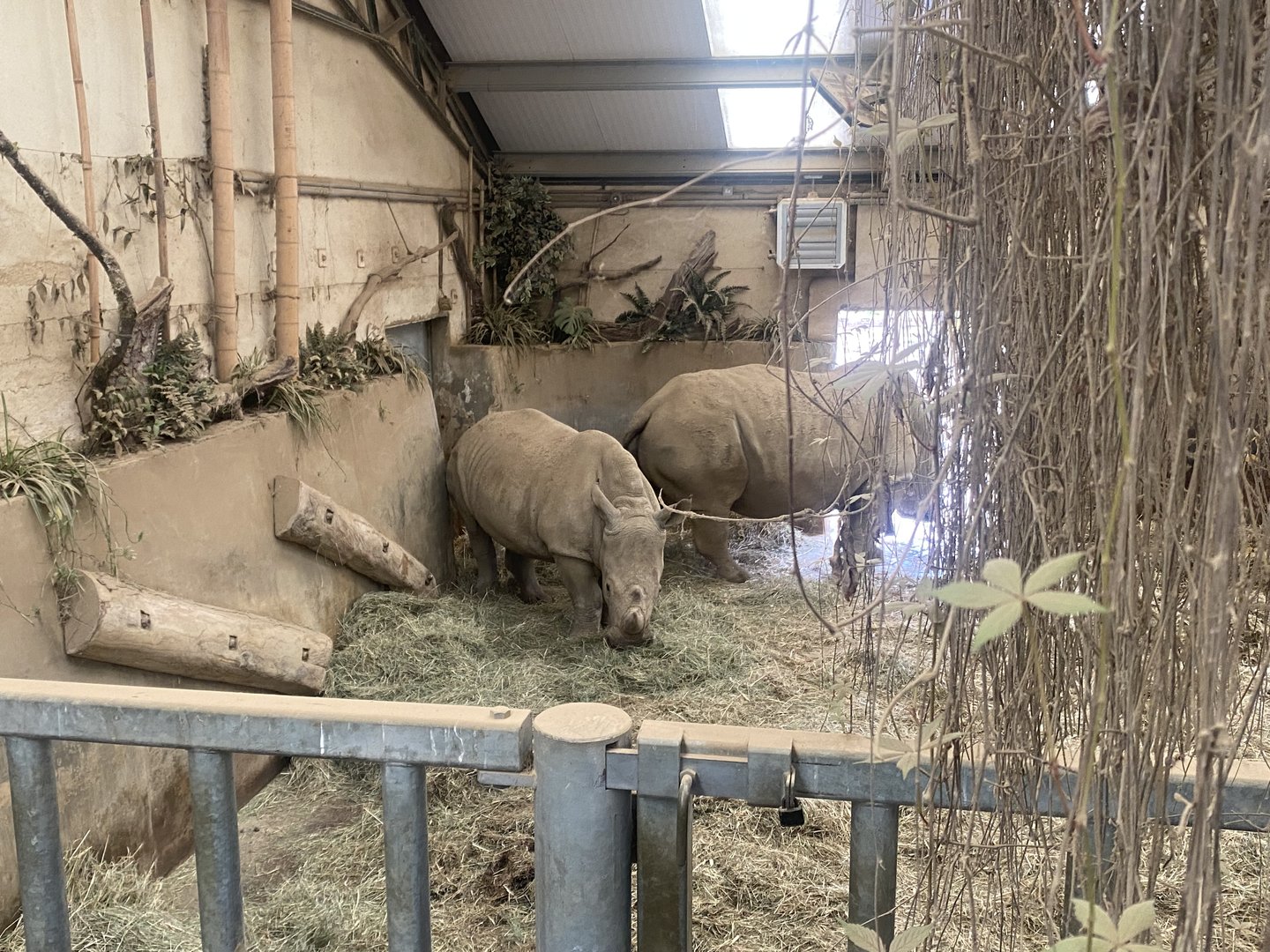 Southern white rhinoceros indoors 280423