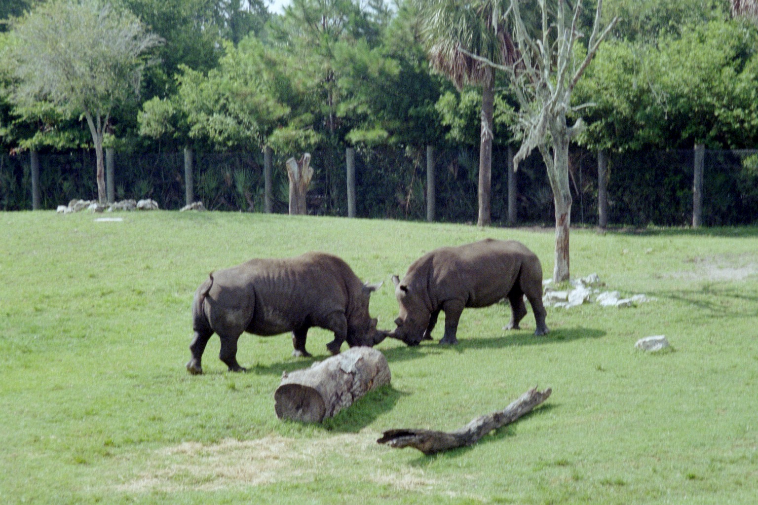 Southern White Rhinoceros - Jacksonville Zoo