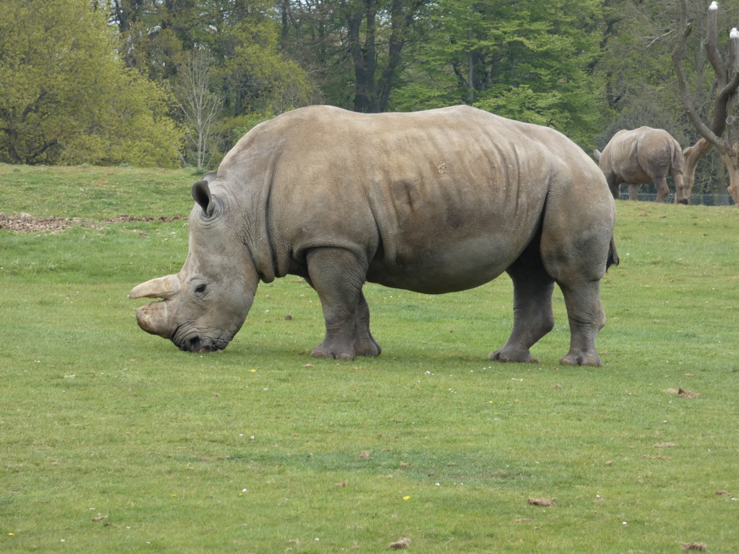 Southern white rhinoceros 'Jaseera'