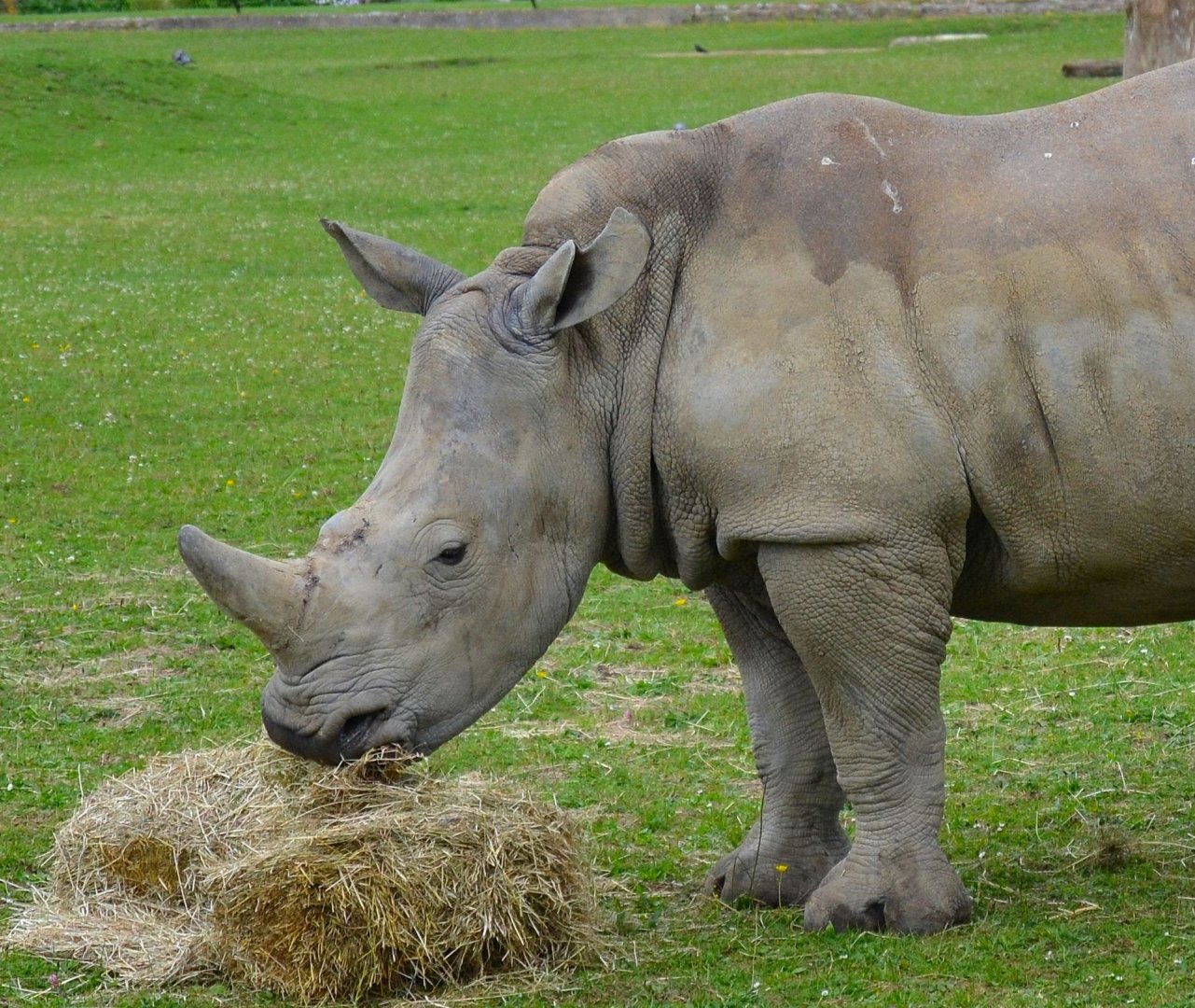 Southern White Rhinoceros - June 2015
