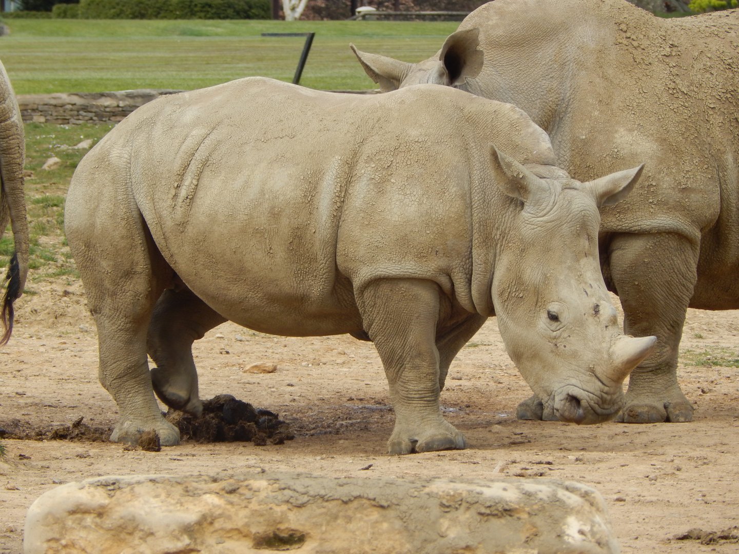 Southern white rhinoceros juvenile 210421