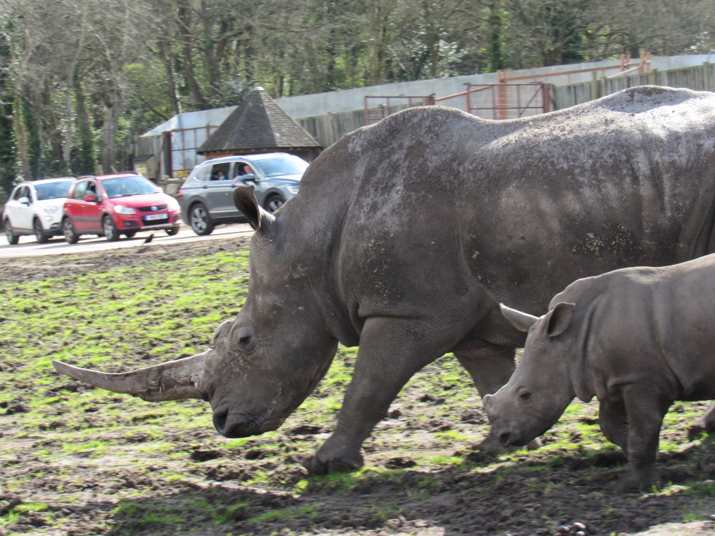 Southern white rhinoceros - Keyah and Malaika