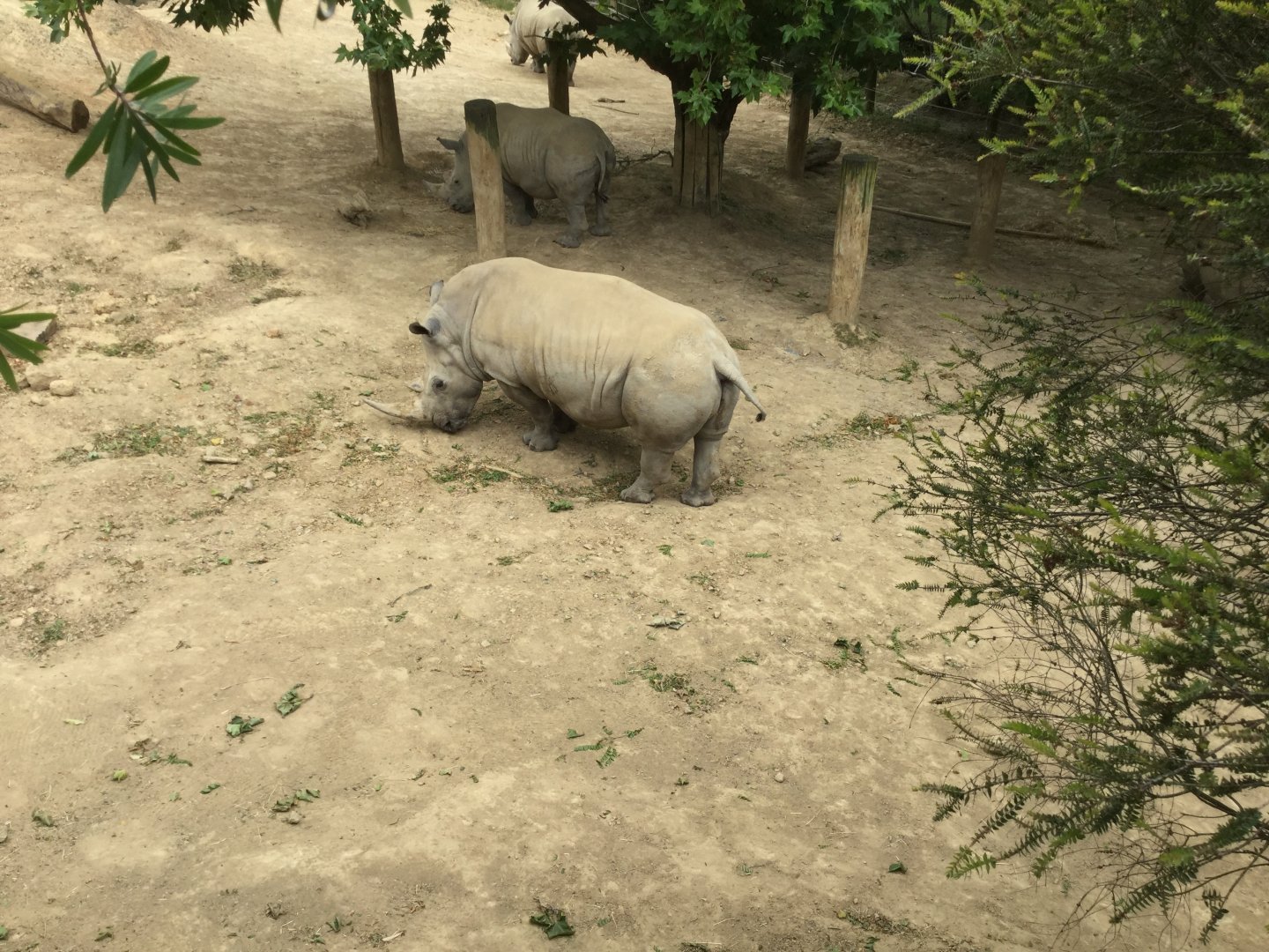 Southern White Rhinoceros (Kito)