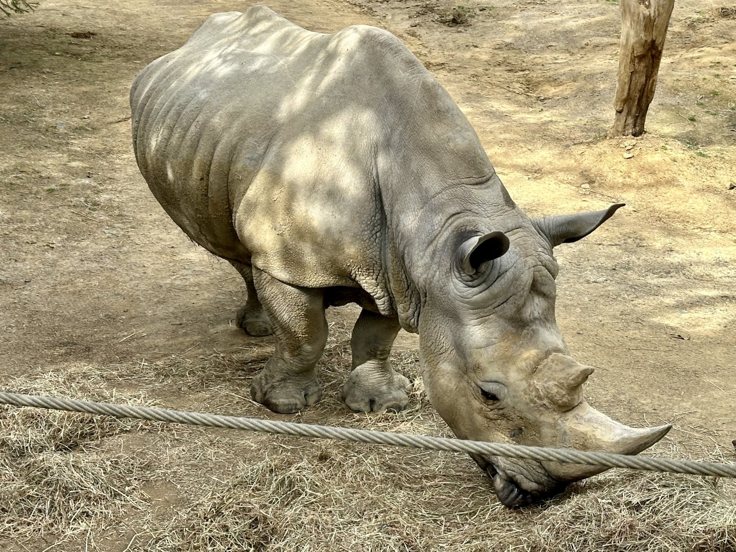 Southern white rhinoceros (Kruger)