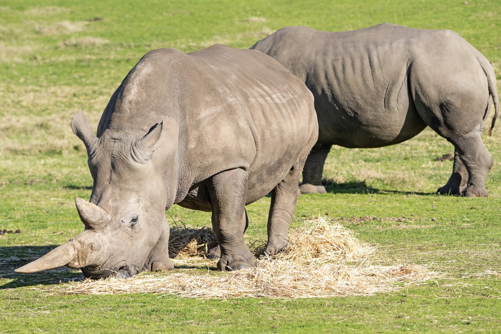 Southern White Rhinoceros 'Make'