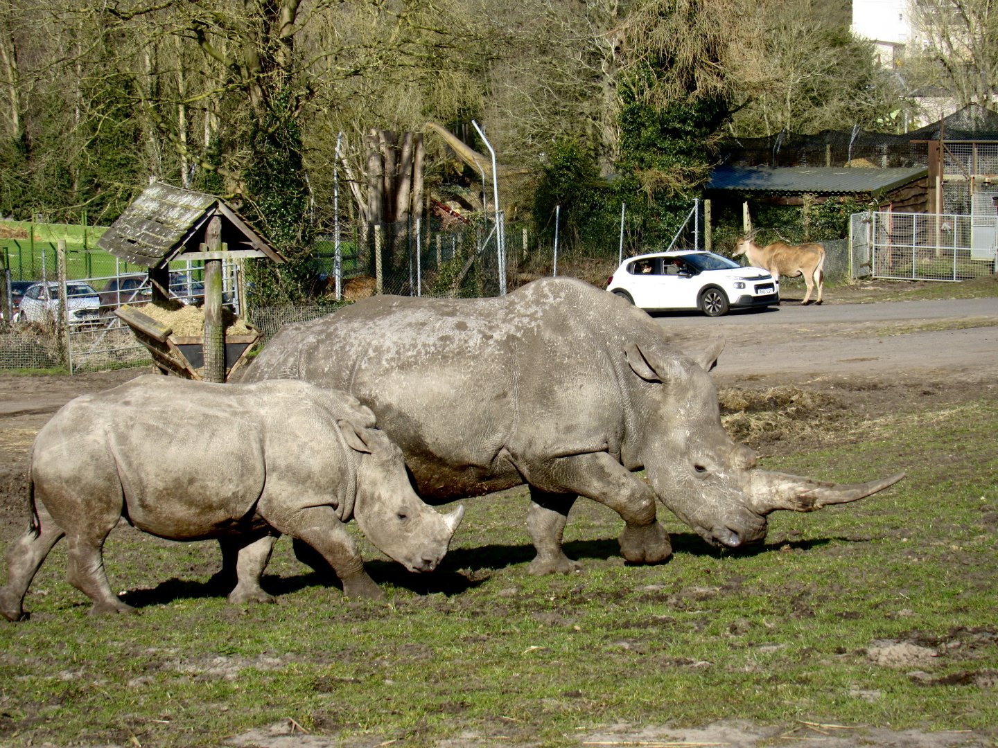 Southern white rhinoceros - Malaika and Keyah