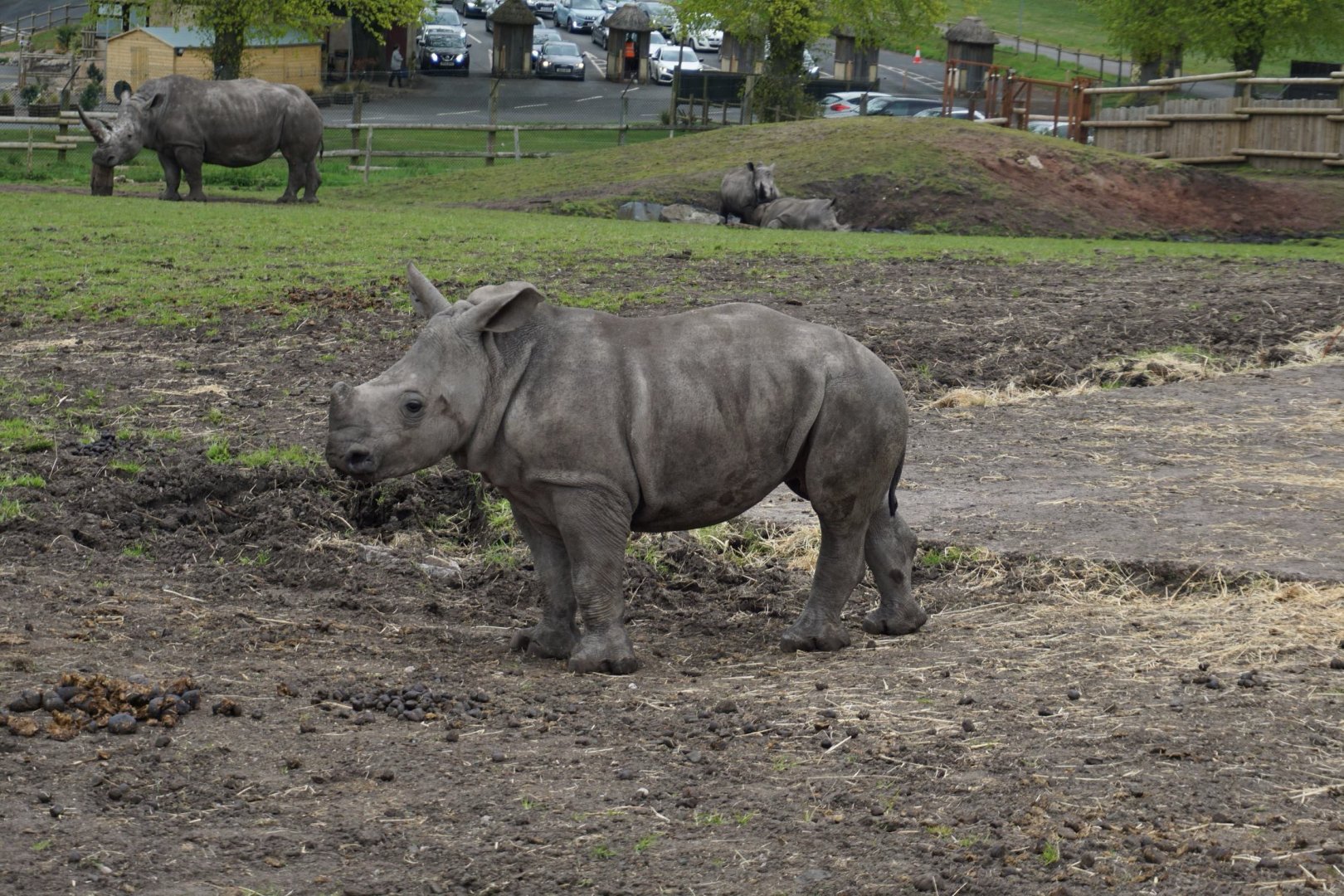 Southern white rhinoceros - Malaika