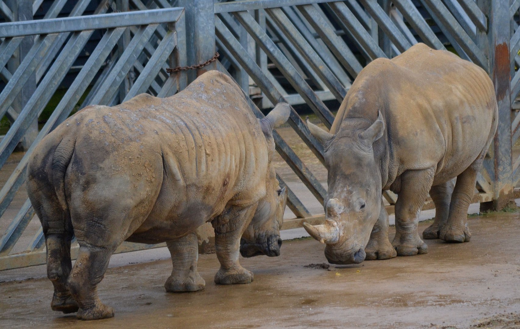 Southern White Rhinoceros - March 2017