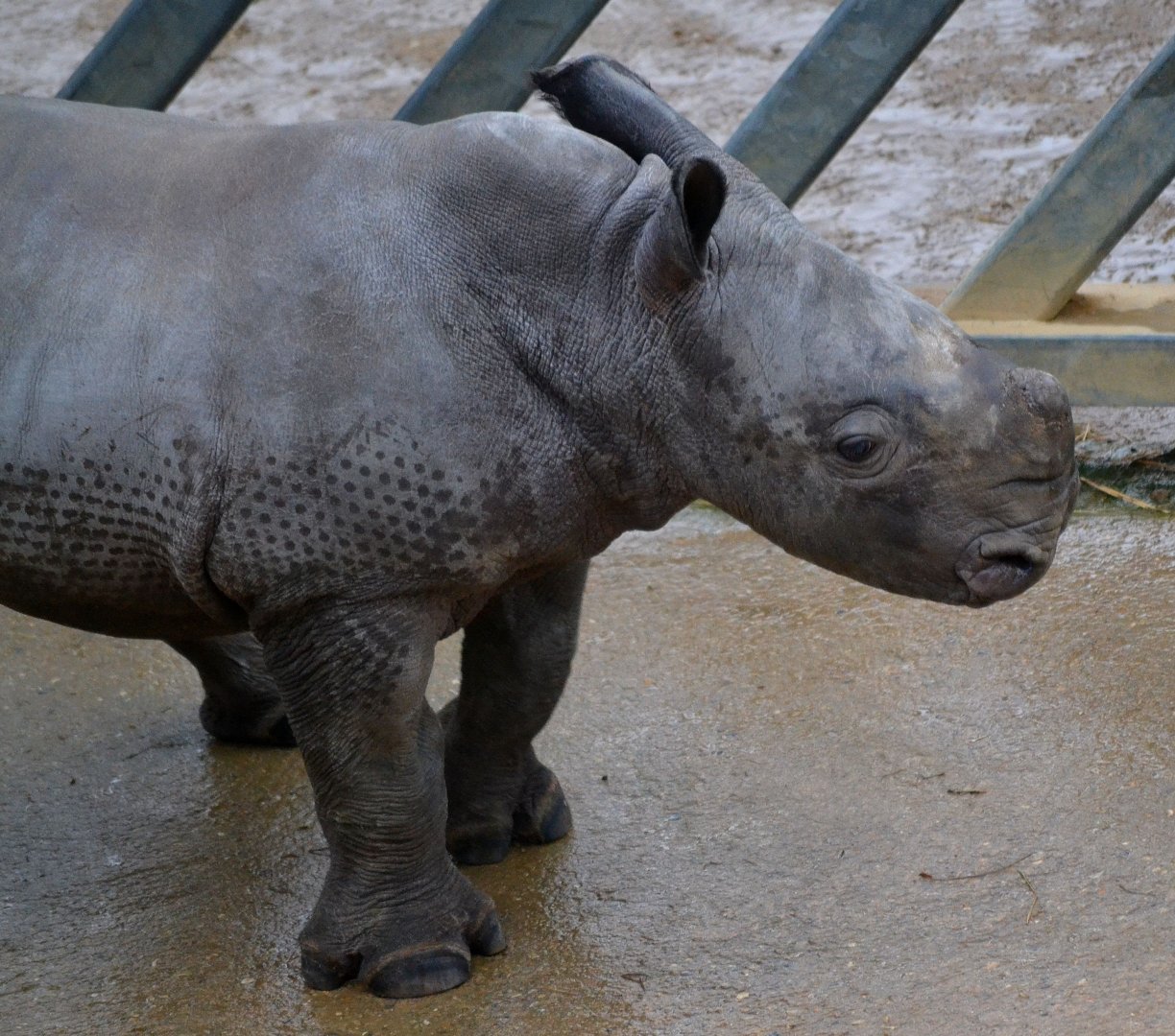 Southern White Rhinoceros - March 2017