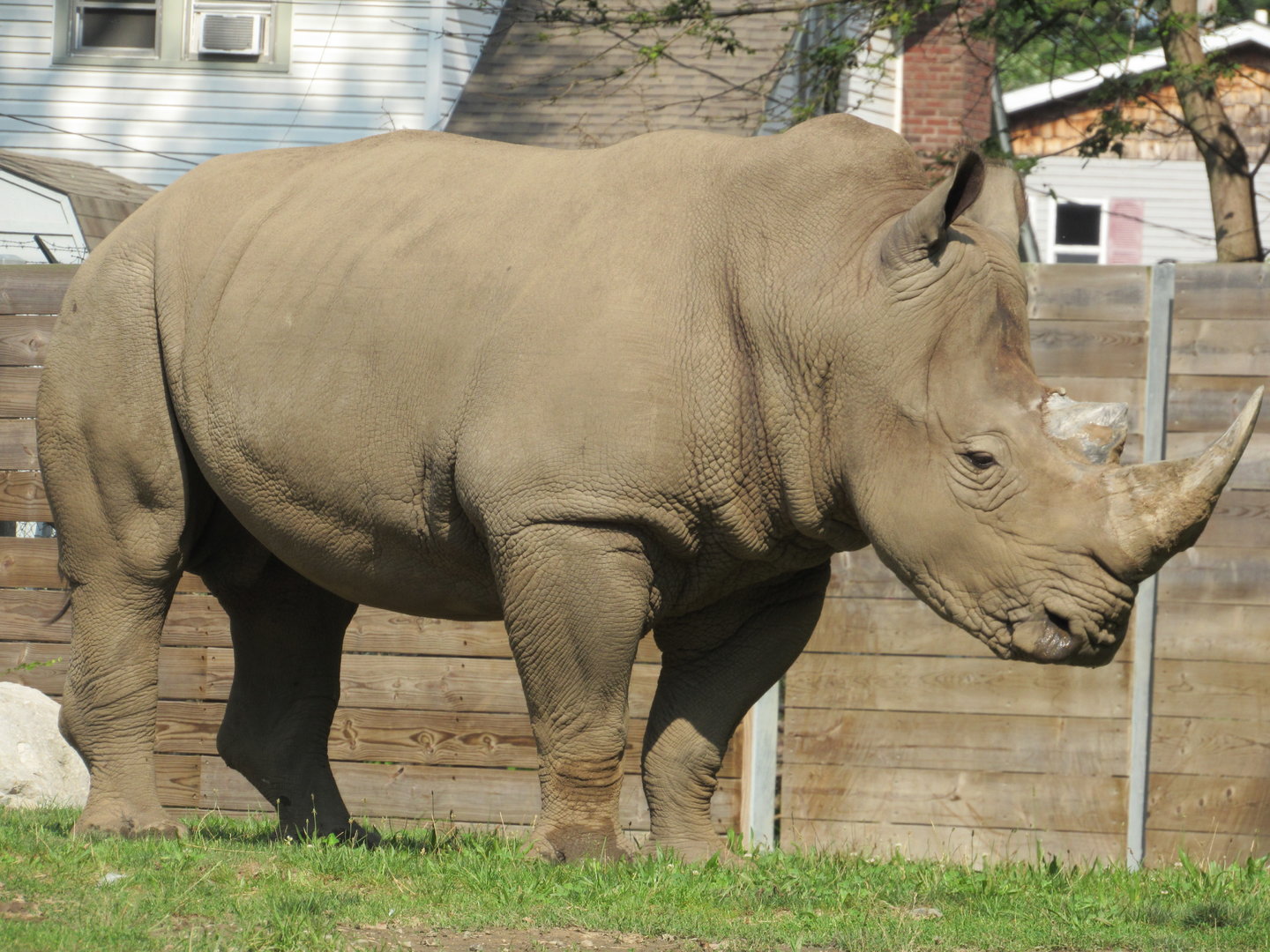 Southern White Rhinoceros Masamba