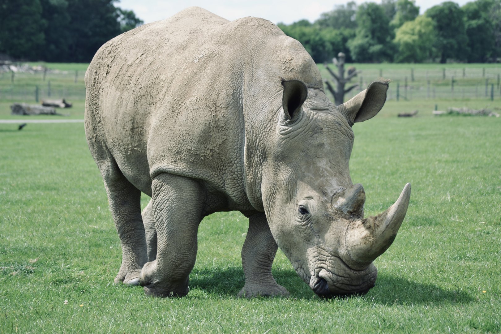 Southern White Rhinoceros - May 2022
